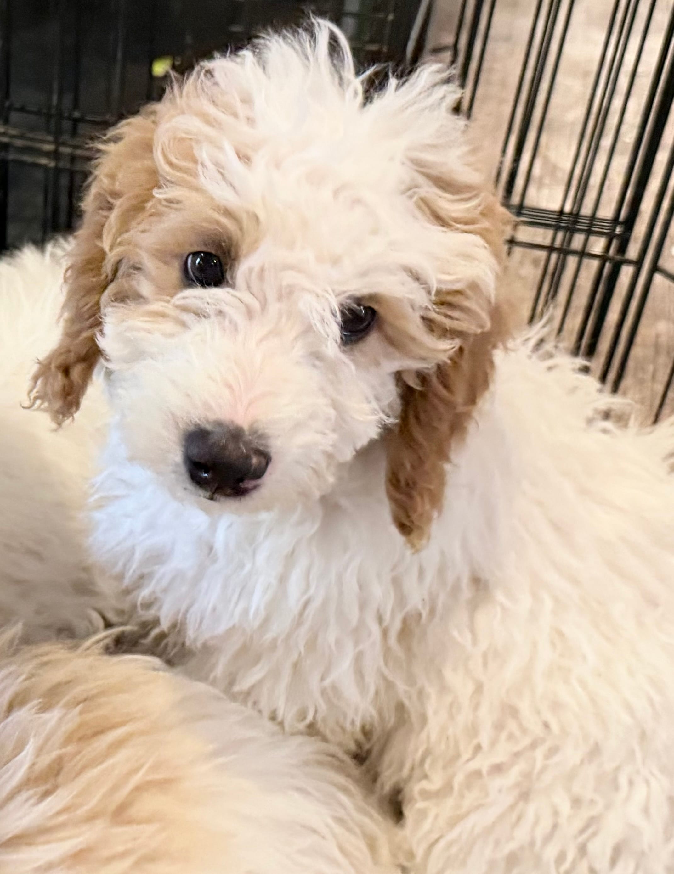Josh – Miniature Goldendoodle puppy for sale in Broomfield, CO