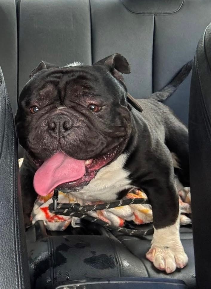 Compton  – American Bully puppy for sale in Rochester, NY