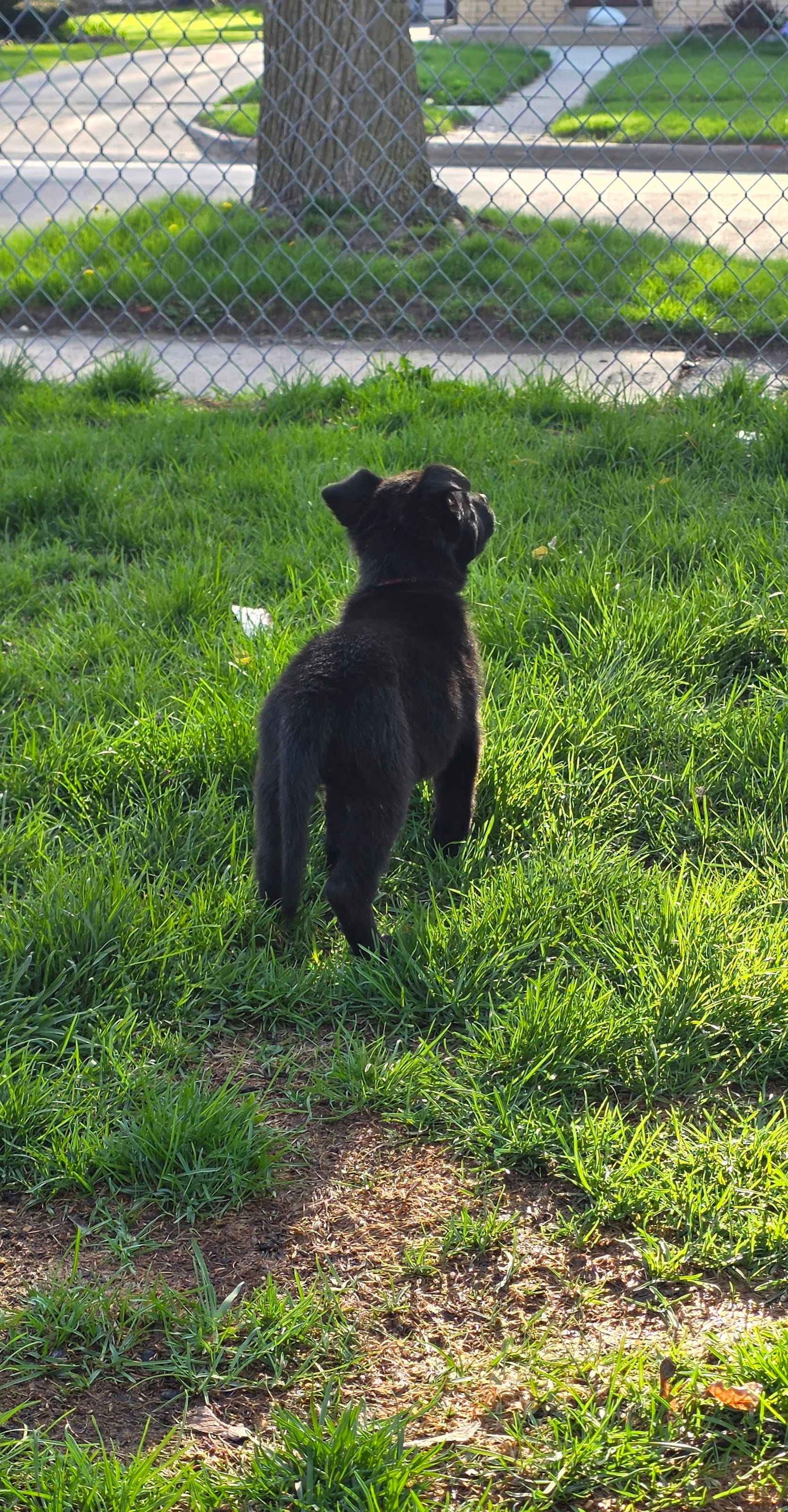 AKC Vegas – German Shepherd Dog puppy for sale in Milwaukee, WI