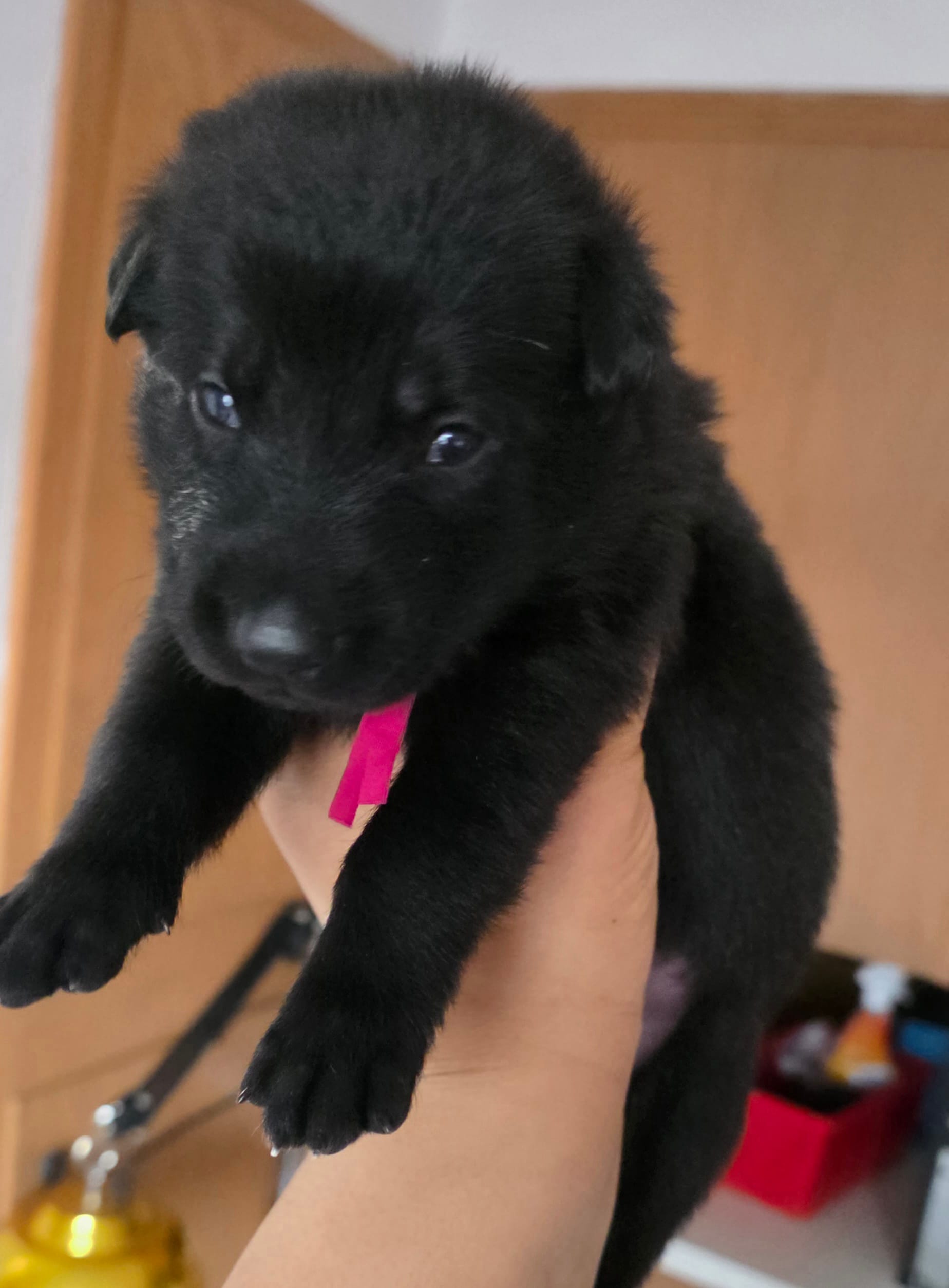 Vegas – German Shepherd Dog puppy for sale in Milwaukee, WI