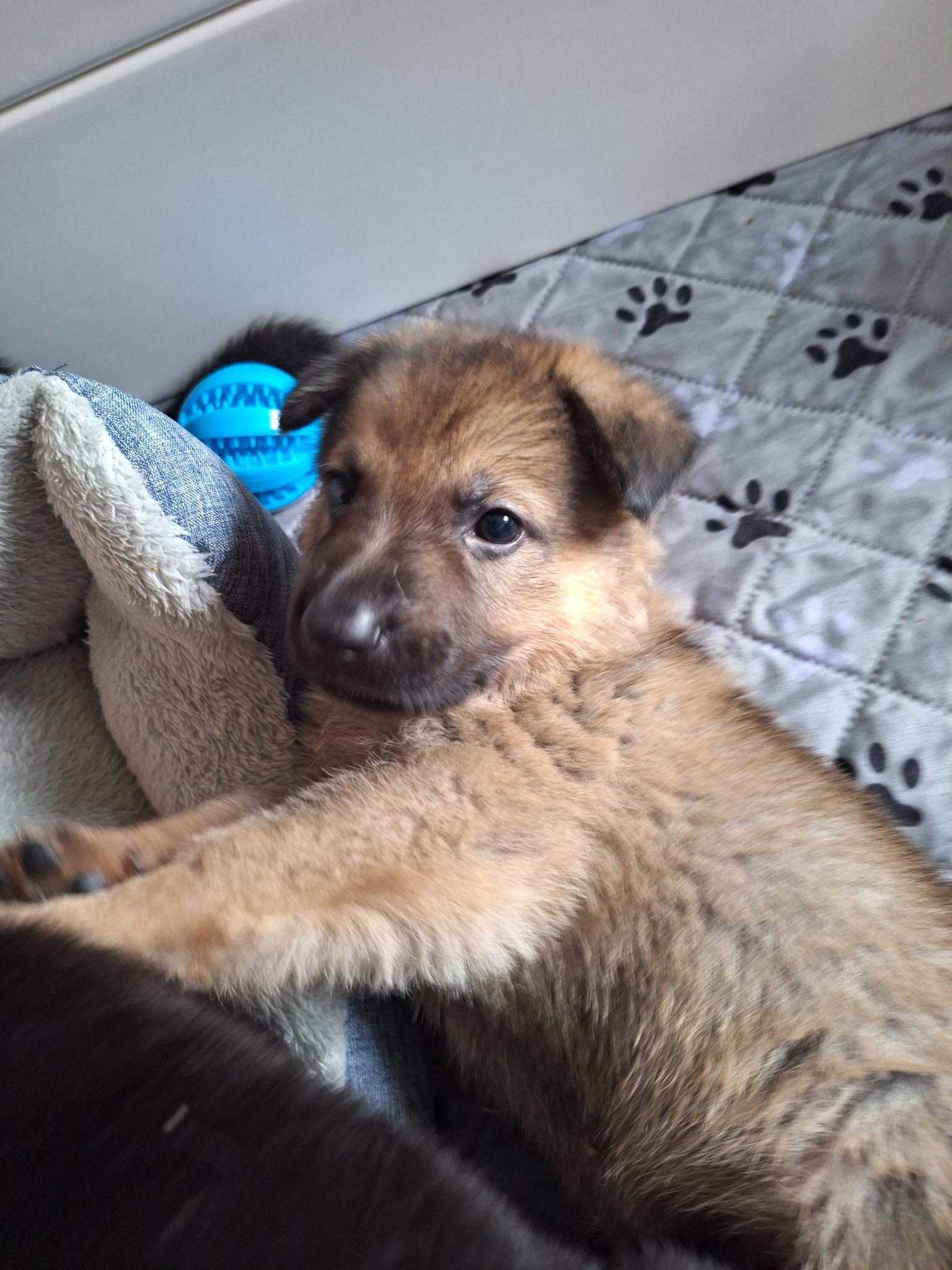 Roulette – German Shepherd Dog puppy for sale in Milwaukee, WI