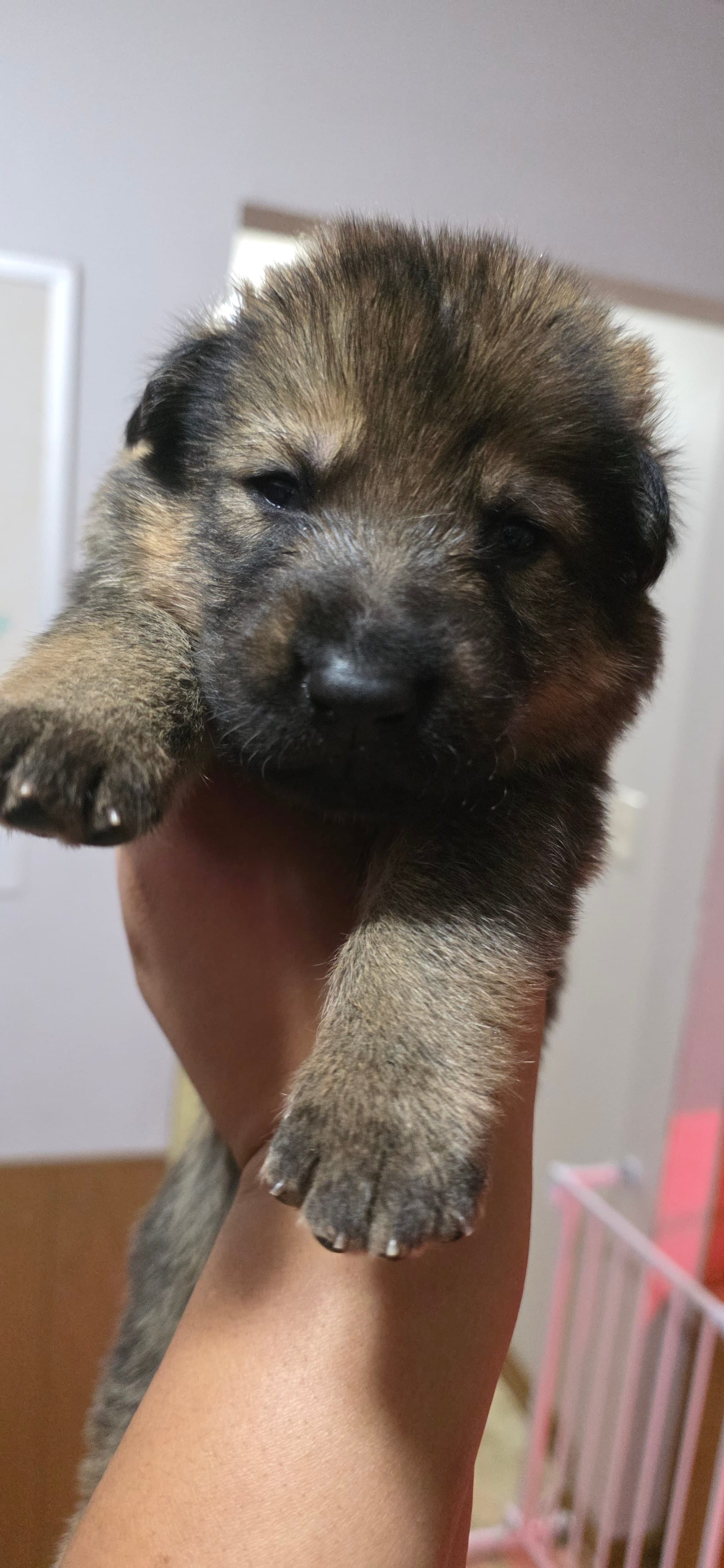 Fortune Favors the Bold – German Shepherd Dog puppy for sale in Milwaukee, WI