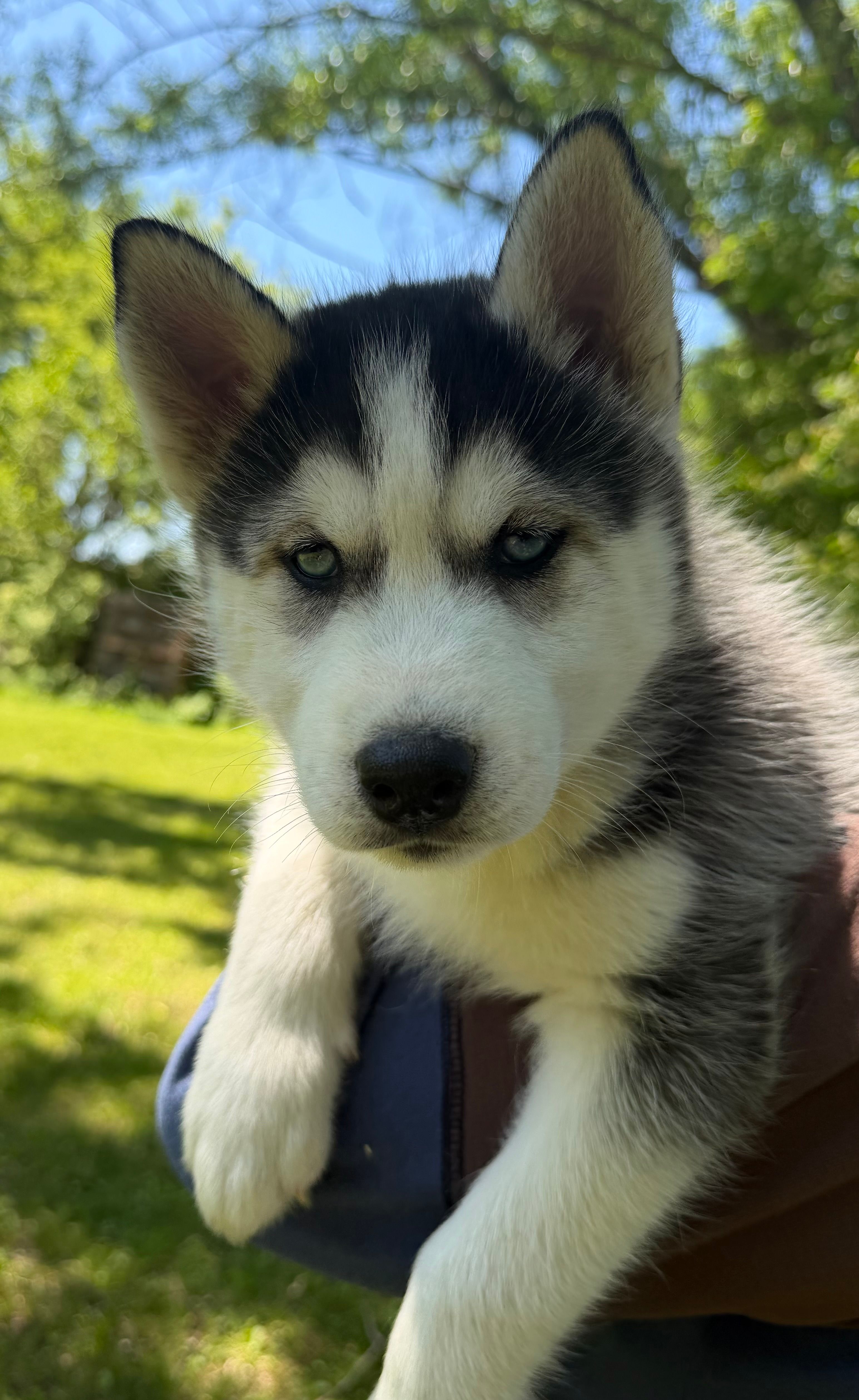 AKC Male 1 (2) Blue eyes  – Siberian Husky puppy for sale in Belvidere, IL