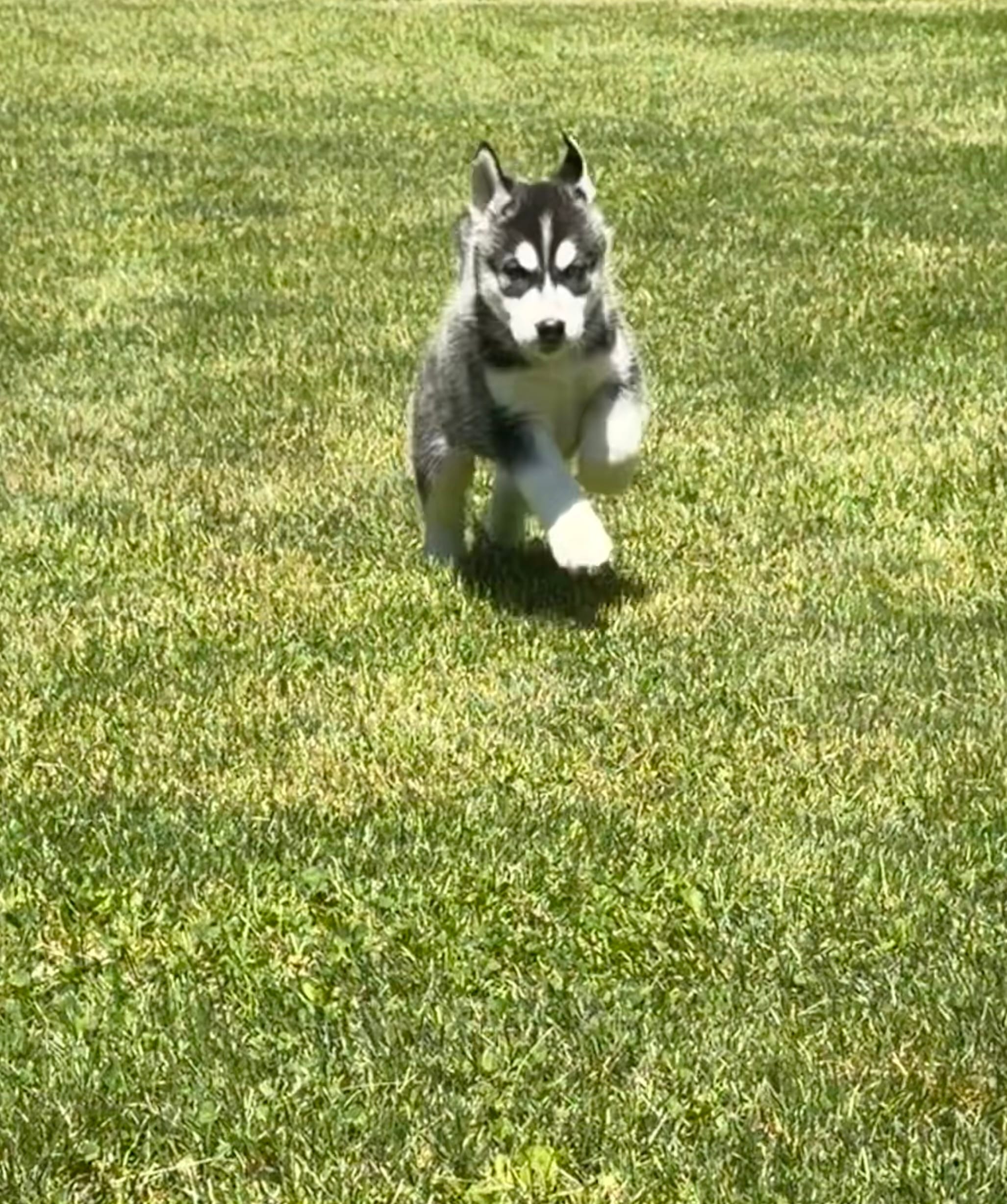 AKC Male 2  – Siberian Husky puppy for sale in Belvidere, IL