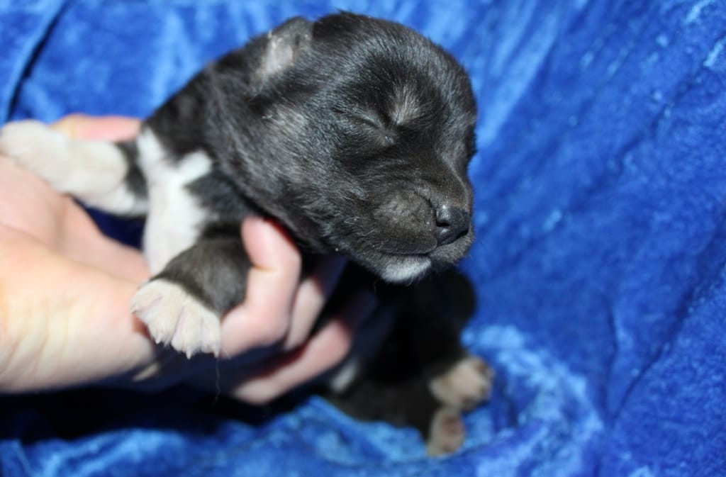 AKC Algor male Husky – Siberian Husky puppy for sale in Evans, WA