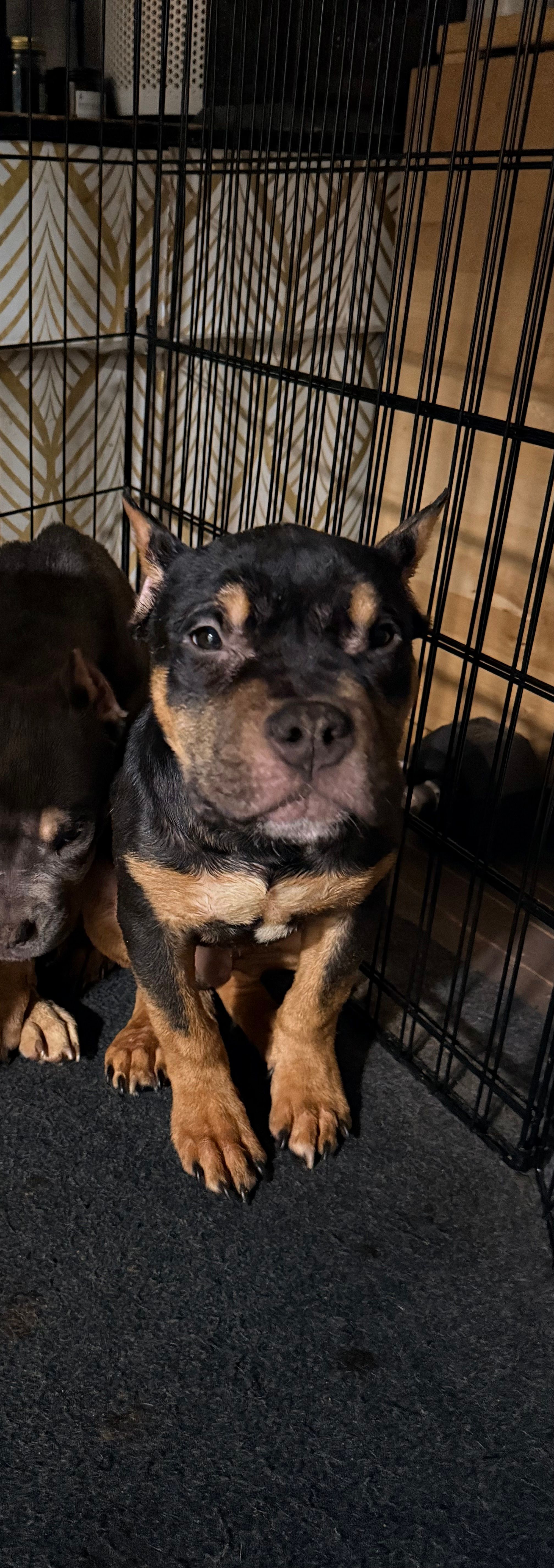 Ezra – American Bully puppy for sale in Brooklyn, NY