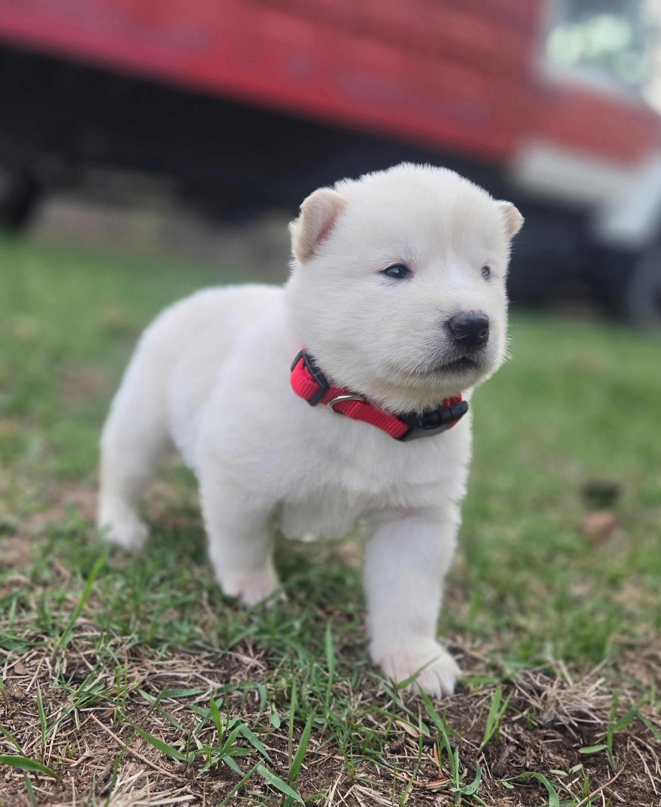 Chickin – Alaskan Malamute puppy for sale in Crivitz, WI