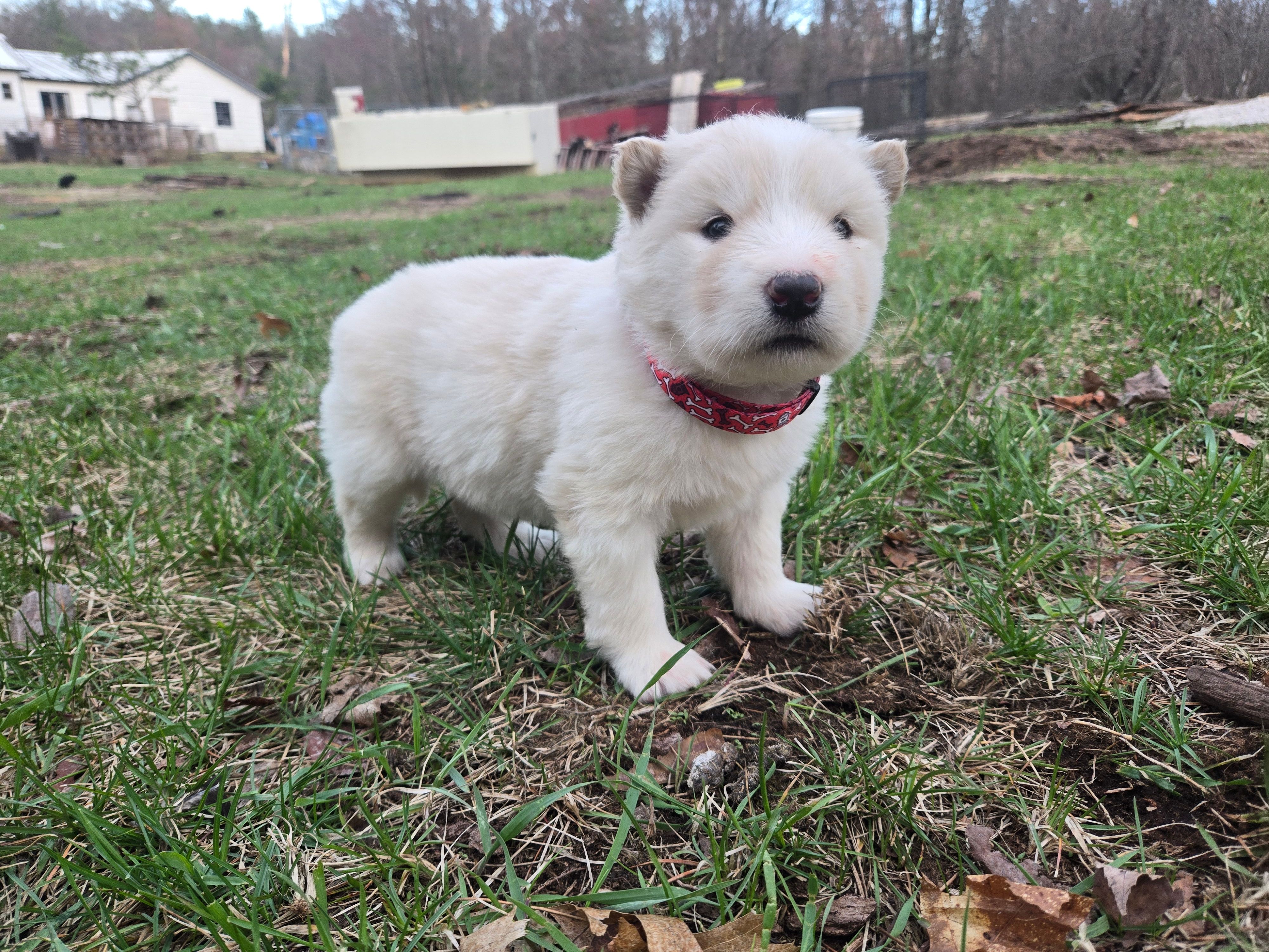 Coconut – Alaskan Malamute puppy for sale in Crivitz, WI