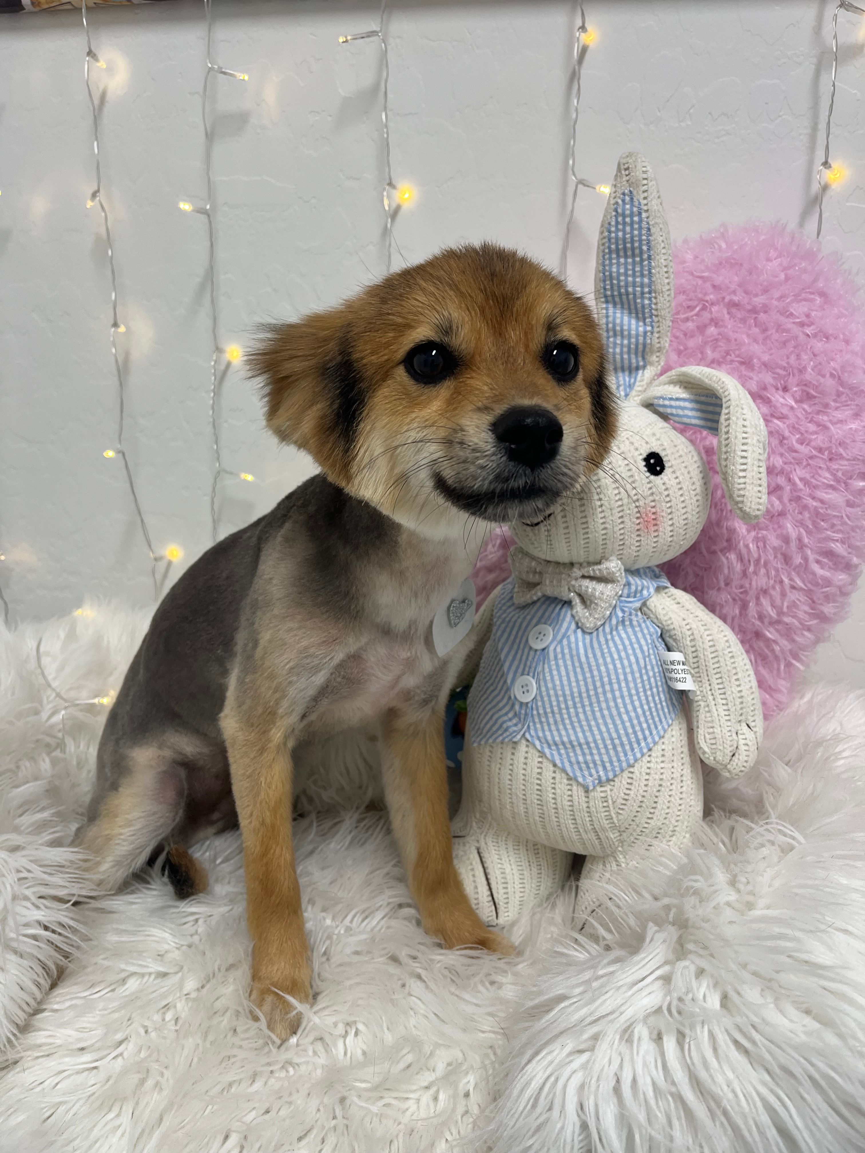 Acorn – Pomeranian puppy for sale in Phoenix, AZ