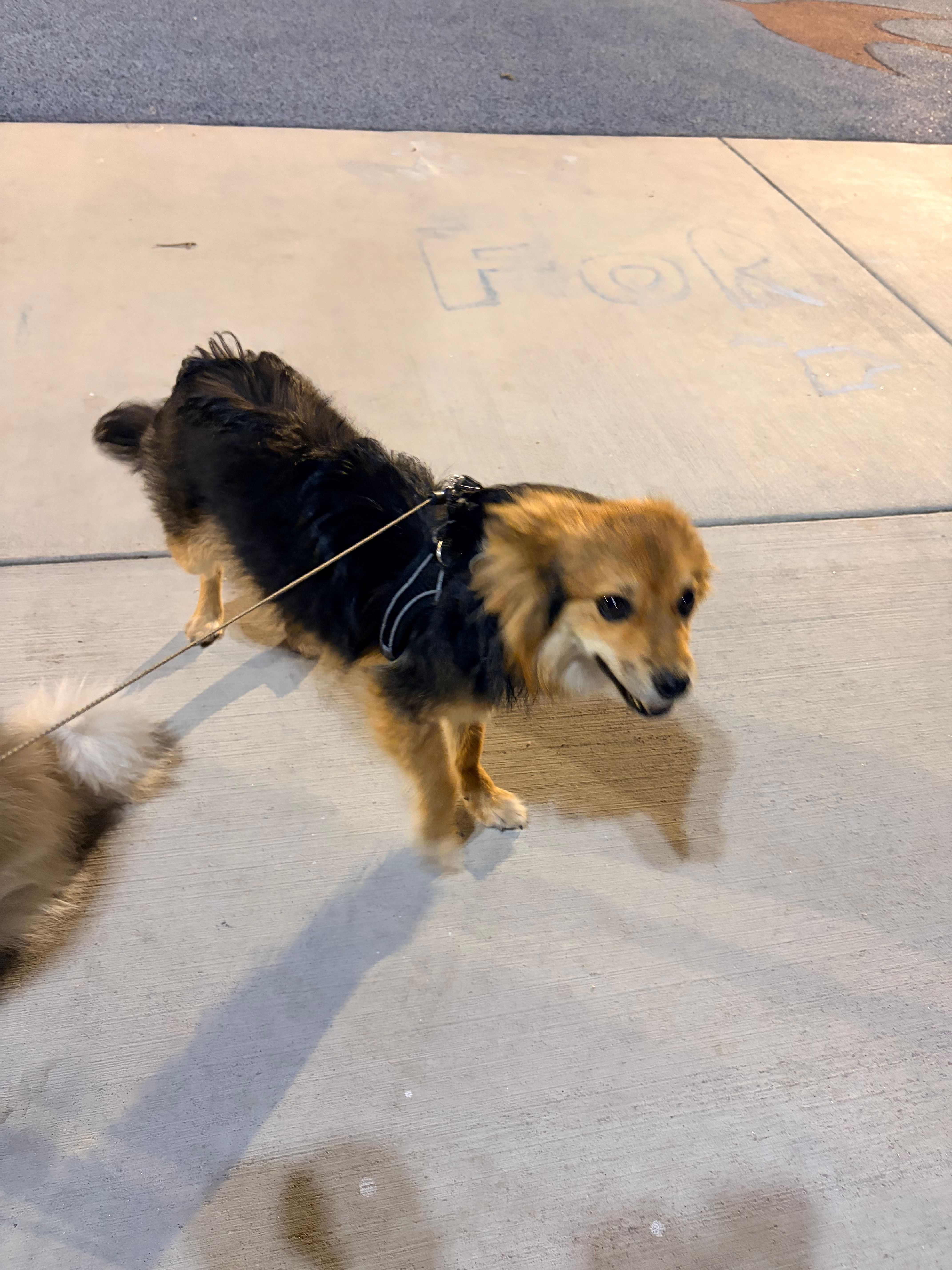 Acorn – Pomeranian puppy for sale in Phoenix, AZ