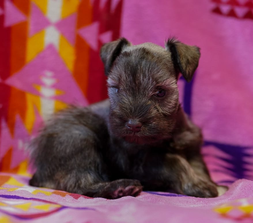 Mouse  – Miniature Schnauzer puppy for sale in Blum, TX