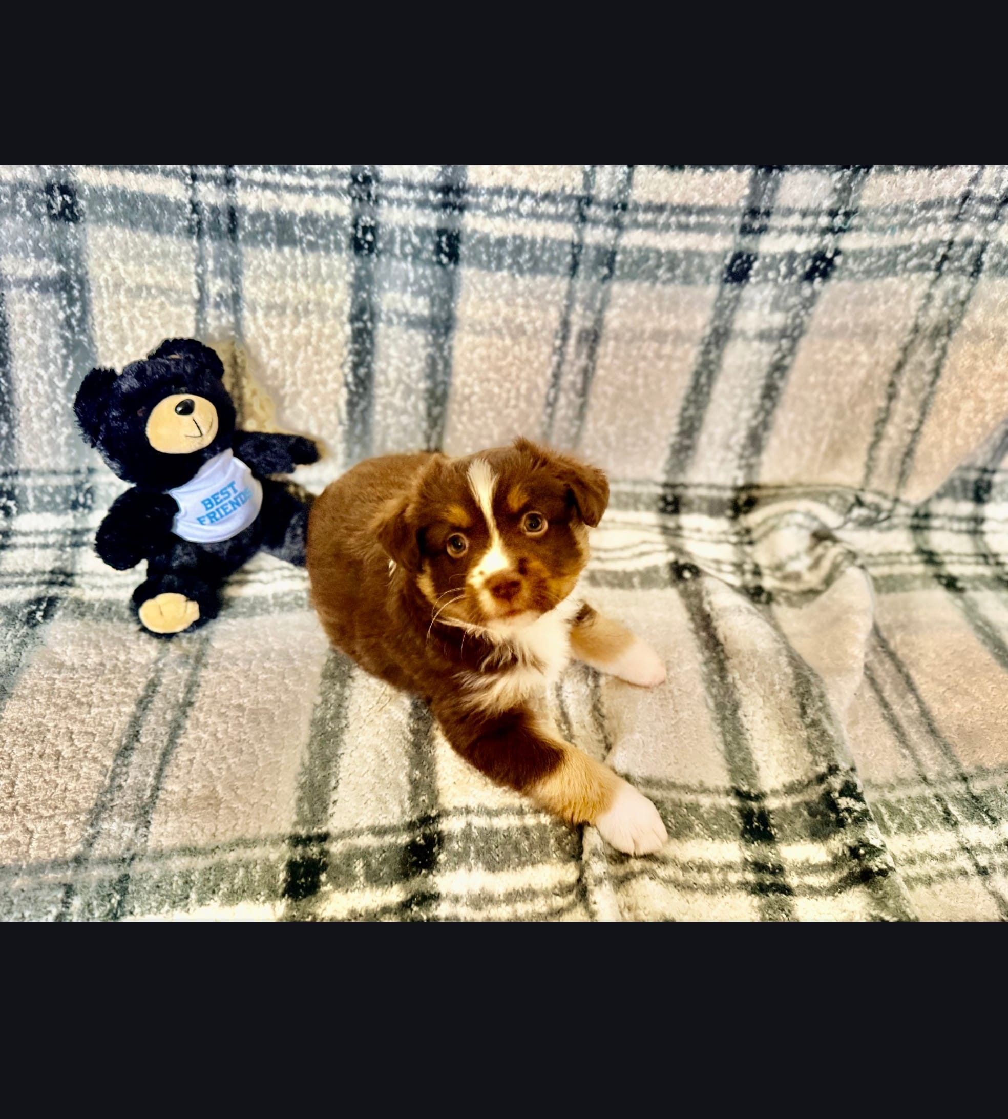 Hansel – Toy Australian Shepherd puppy for sale in Lexington, AL