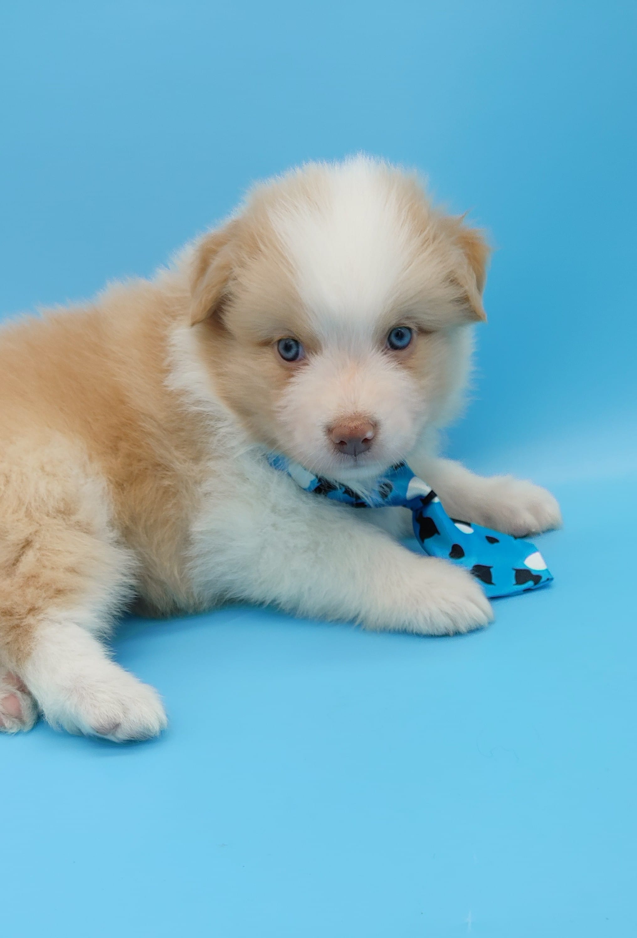 Justin – Australian Shepherd puppy for sale in Dunnellon, FL