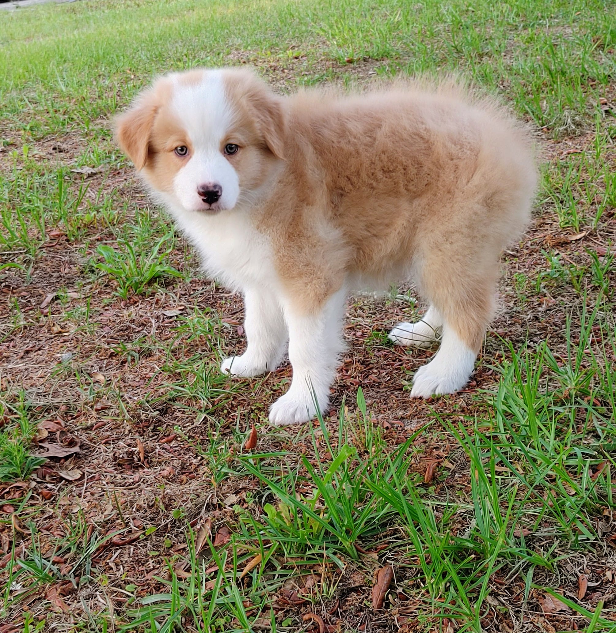 Jerry – Australian Shepherd puppy for sale in Dunnellon, FL