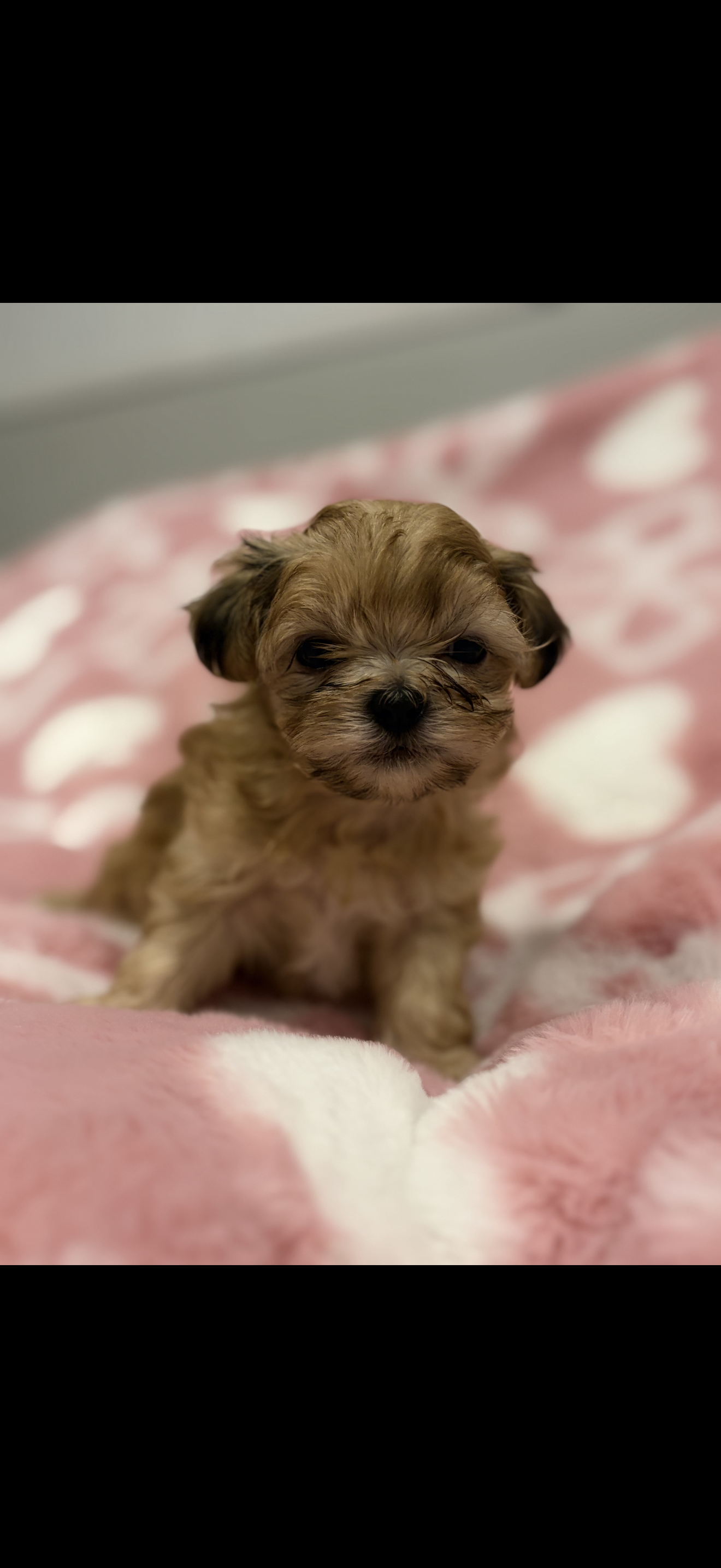 Malshipoo Boy 2 – Maltipoo, Shih Tzu puppy for sale in Scranton, PA
