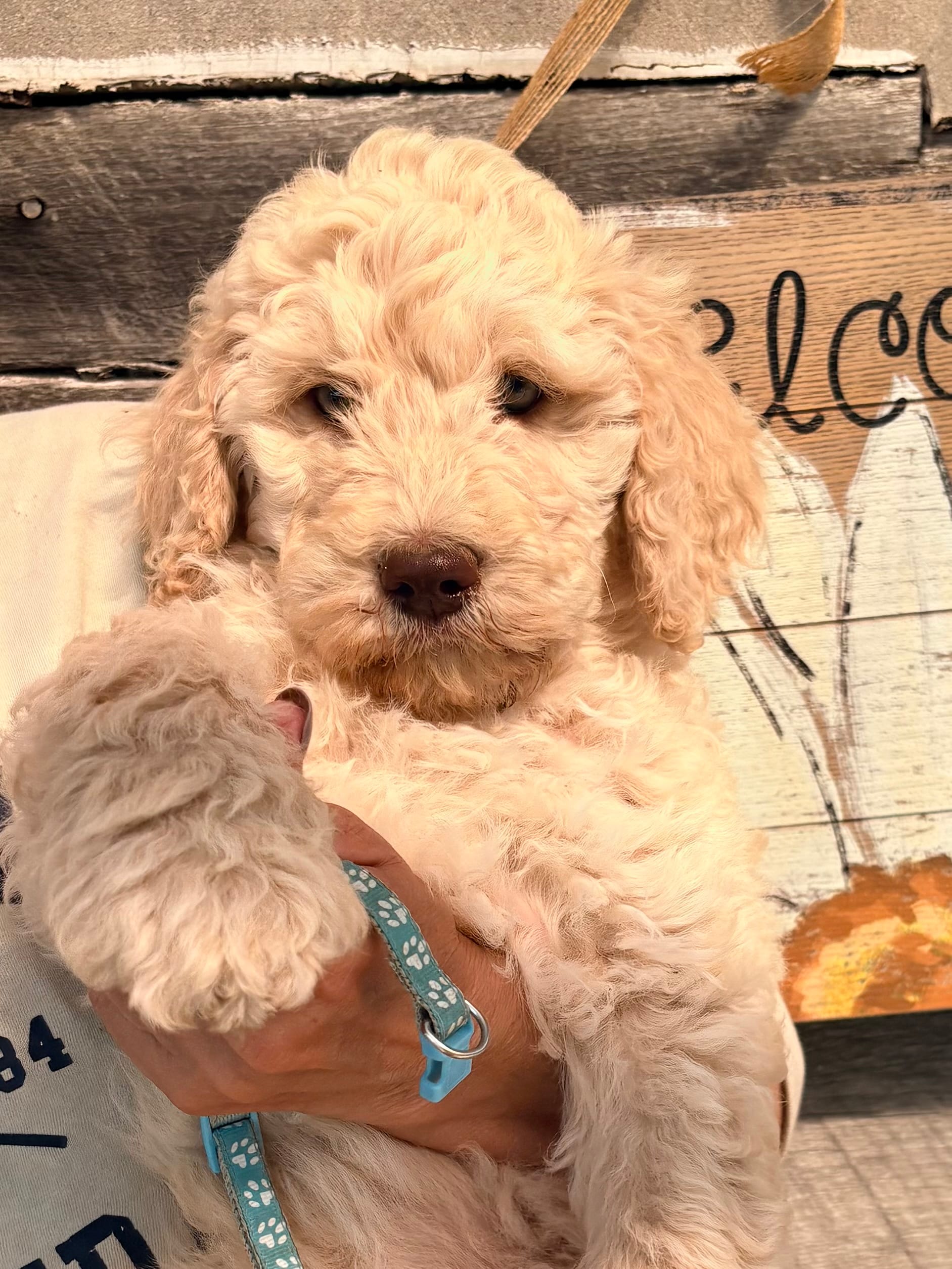 Charlie – Goldendoodle puppy for sale in Nashville, TN