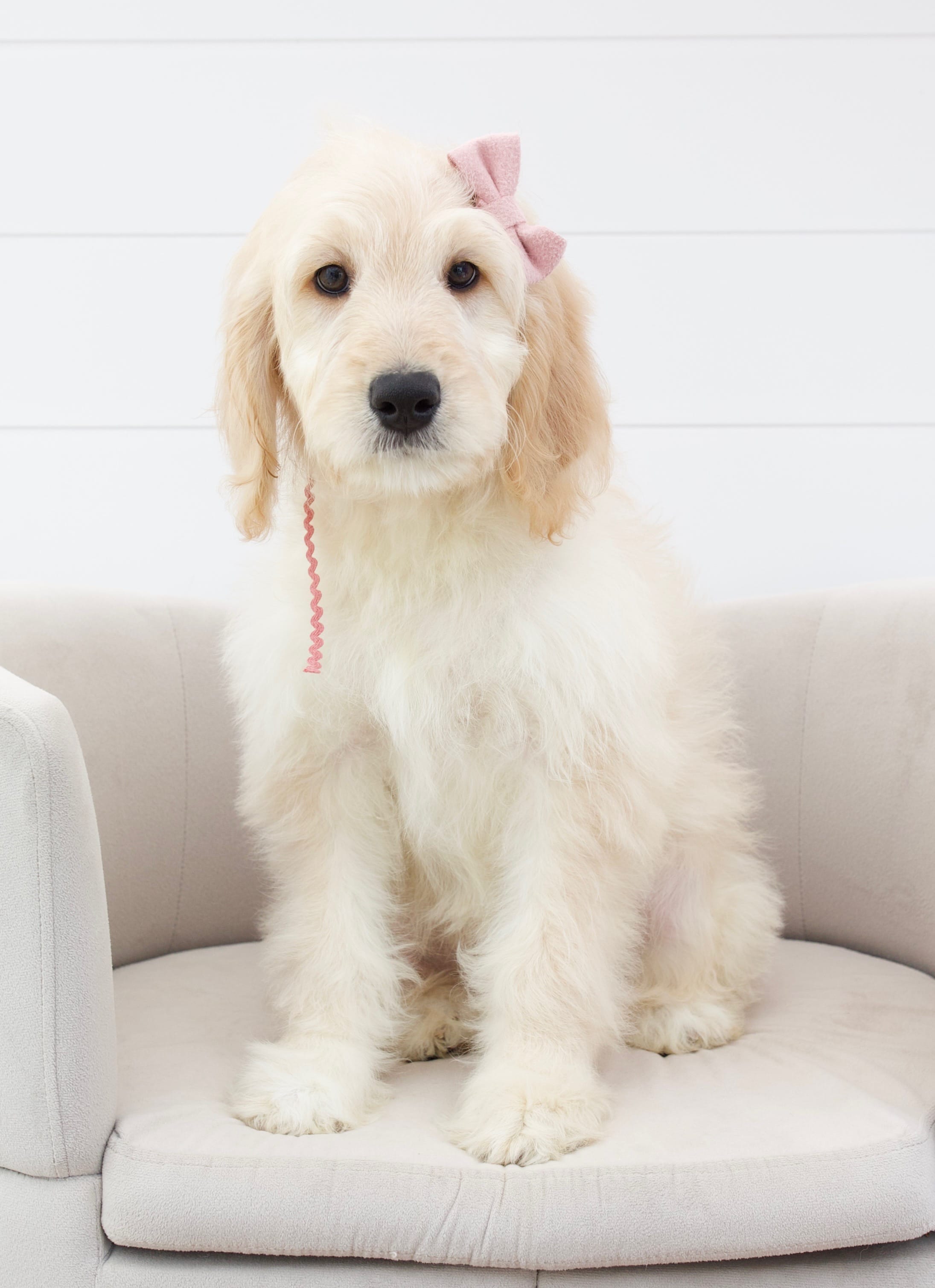Coastal's pink ribbon female  – English Goldendoodle puppy for sale in Peoria, IL