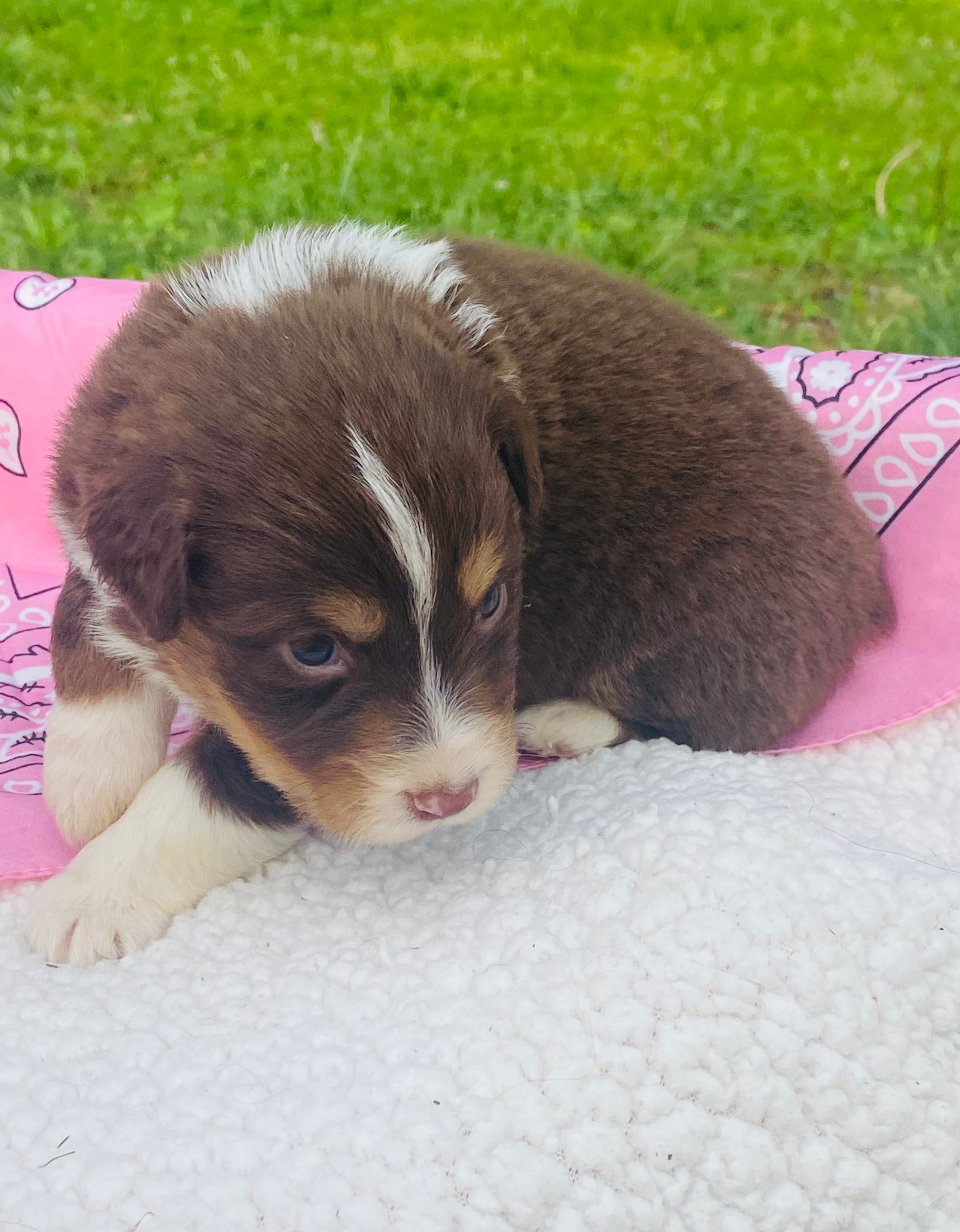 Rose -  Red Tri  – Australian Shepherd puppy for sale in Warrenton, MO