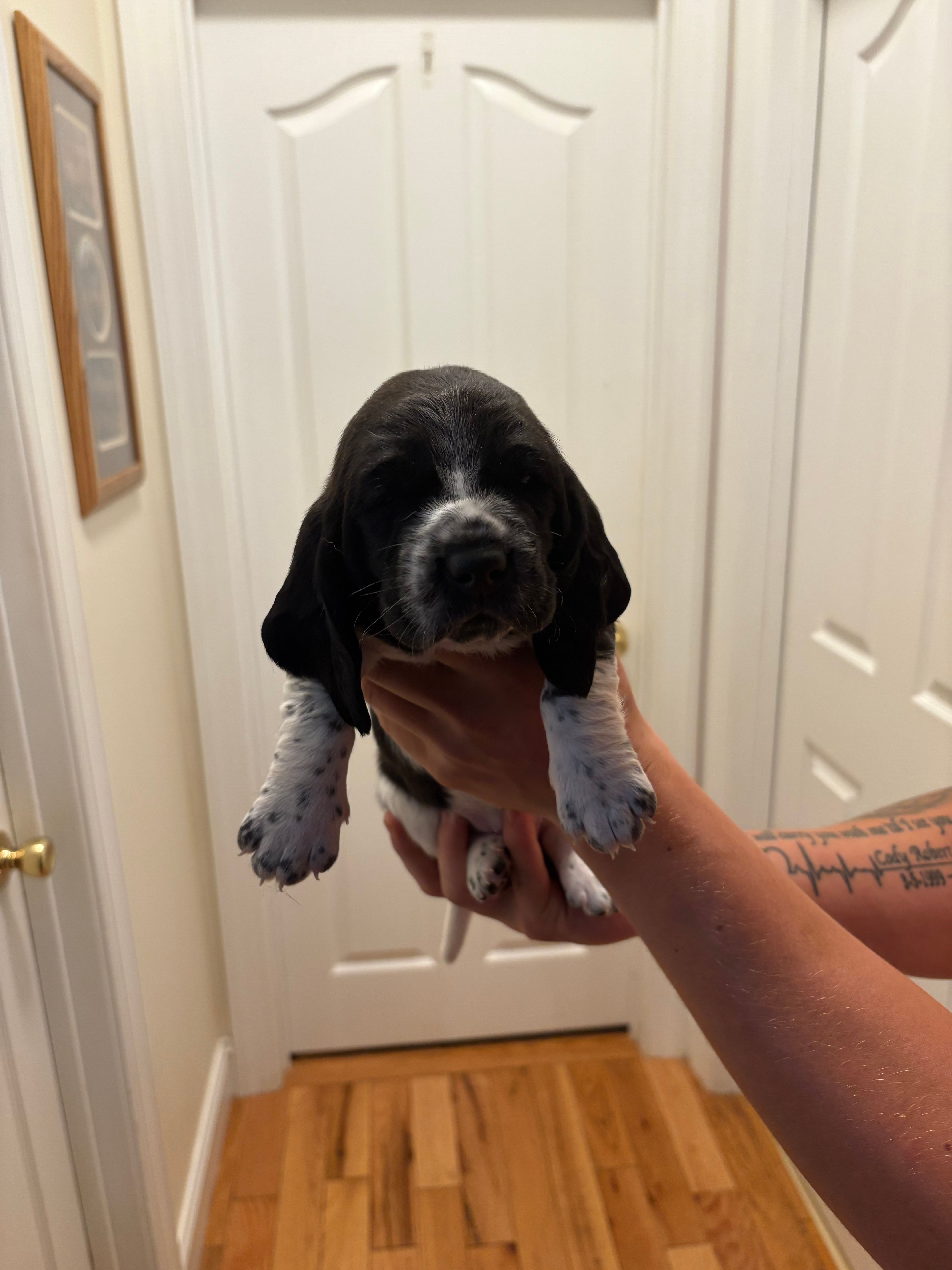 Muffin – Basset Hound puppy for sale in Salisbury, NC