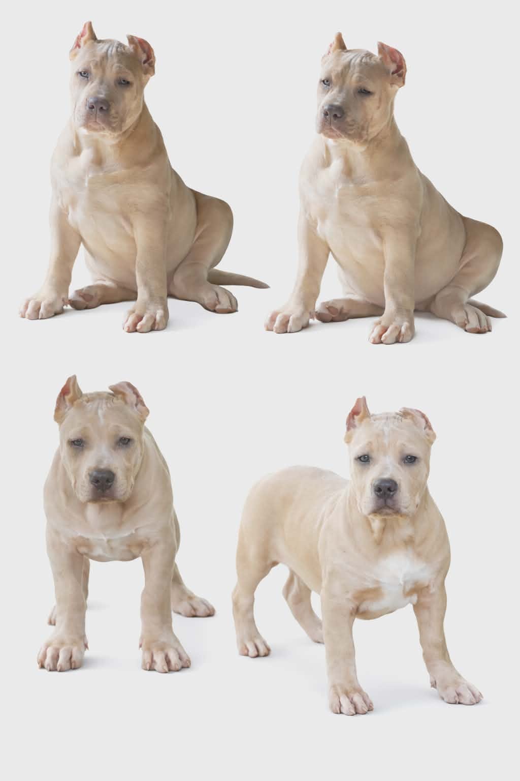 CRYPTIC MERLE – American Bully puppy for sale in Karnack, TX