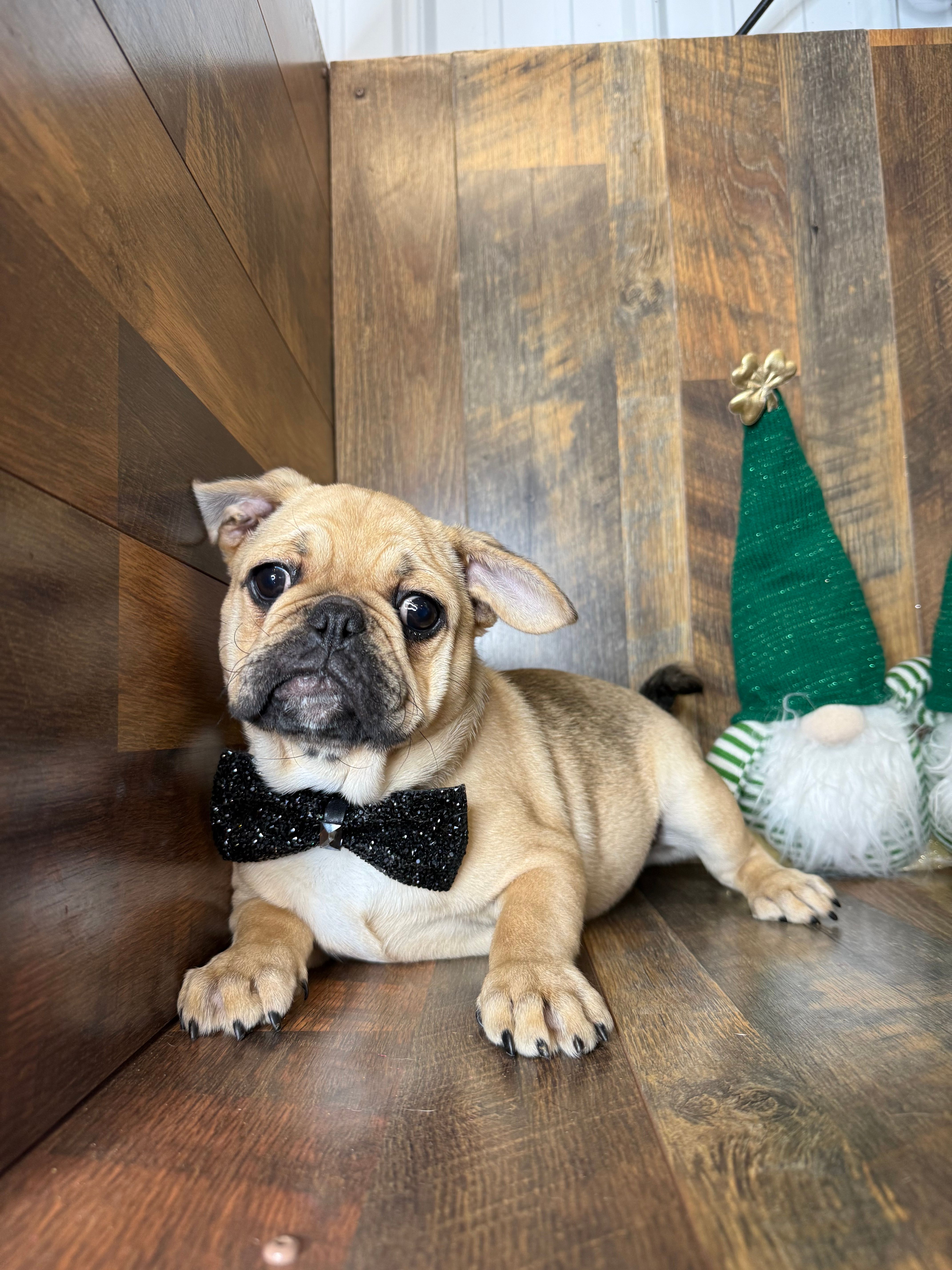 WILLARD – French Bulldog, Pug puppy for sale in Goodman, MO