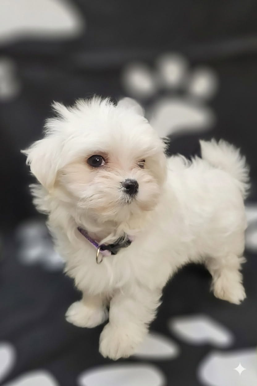 AKC Maltese male – Maltese puppy for sale in Griffin, GA