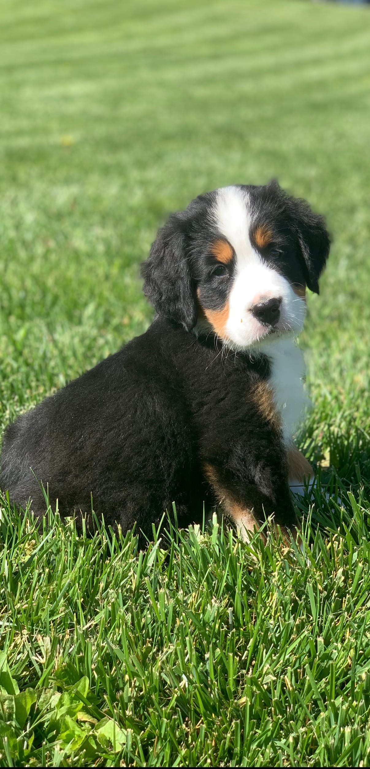 JJ – Bernese Mountain Dog puppy for sale in Sugarcreek, OH