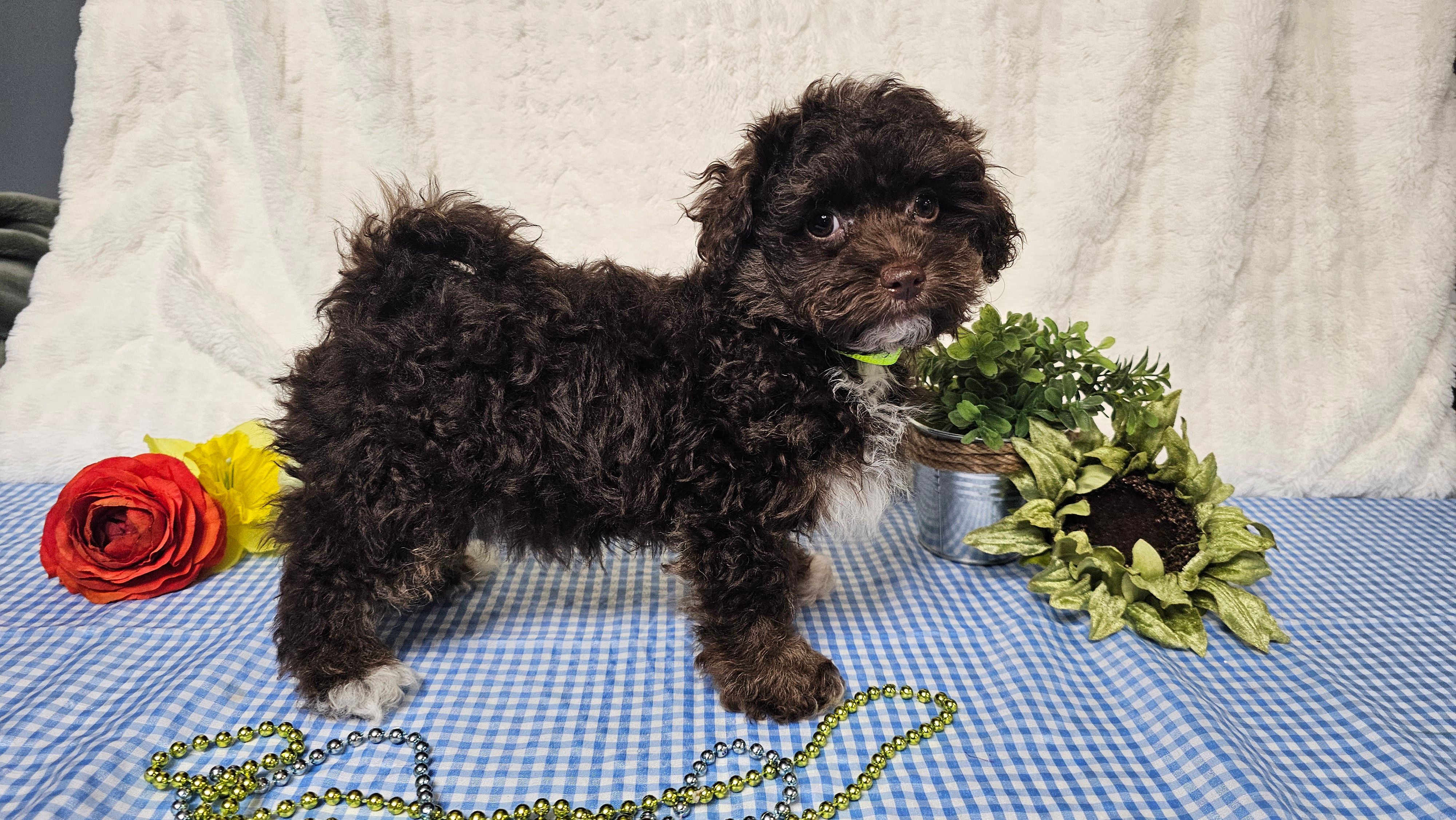 Tiny Archie – Havapoo puppy for sale in Springfield, MO