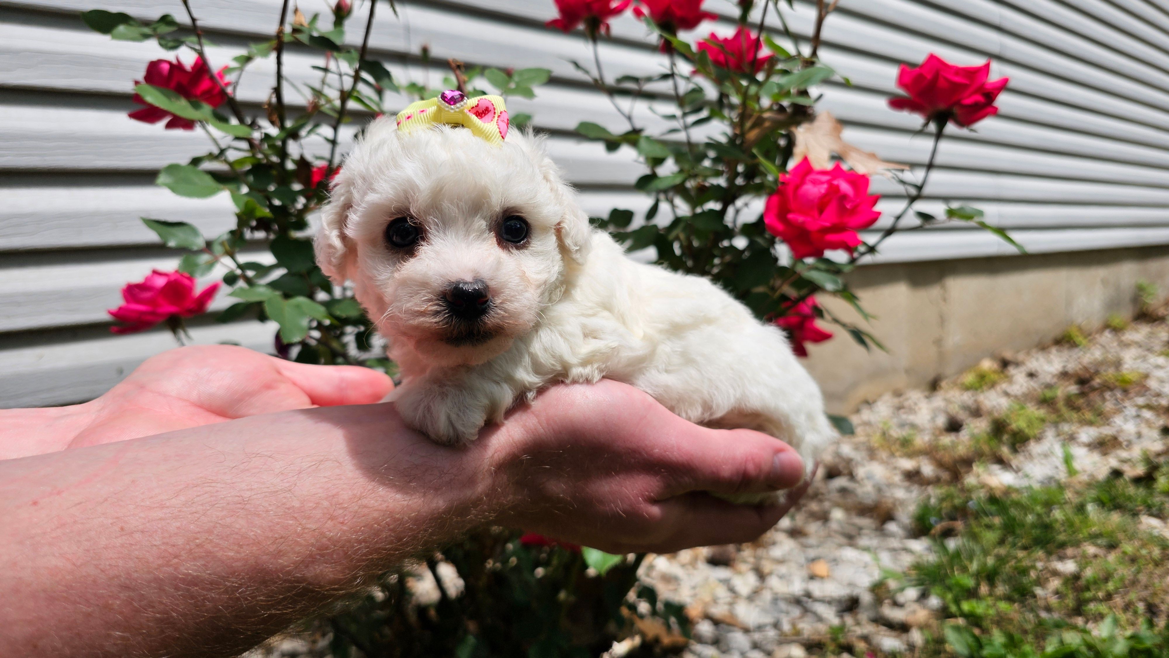 Candy – Bichon Frise puppy for sale in Springfield, MO