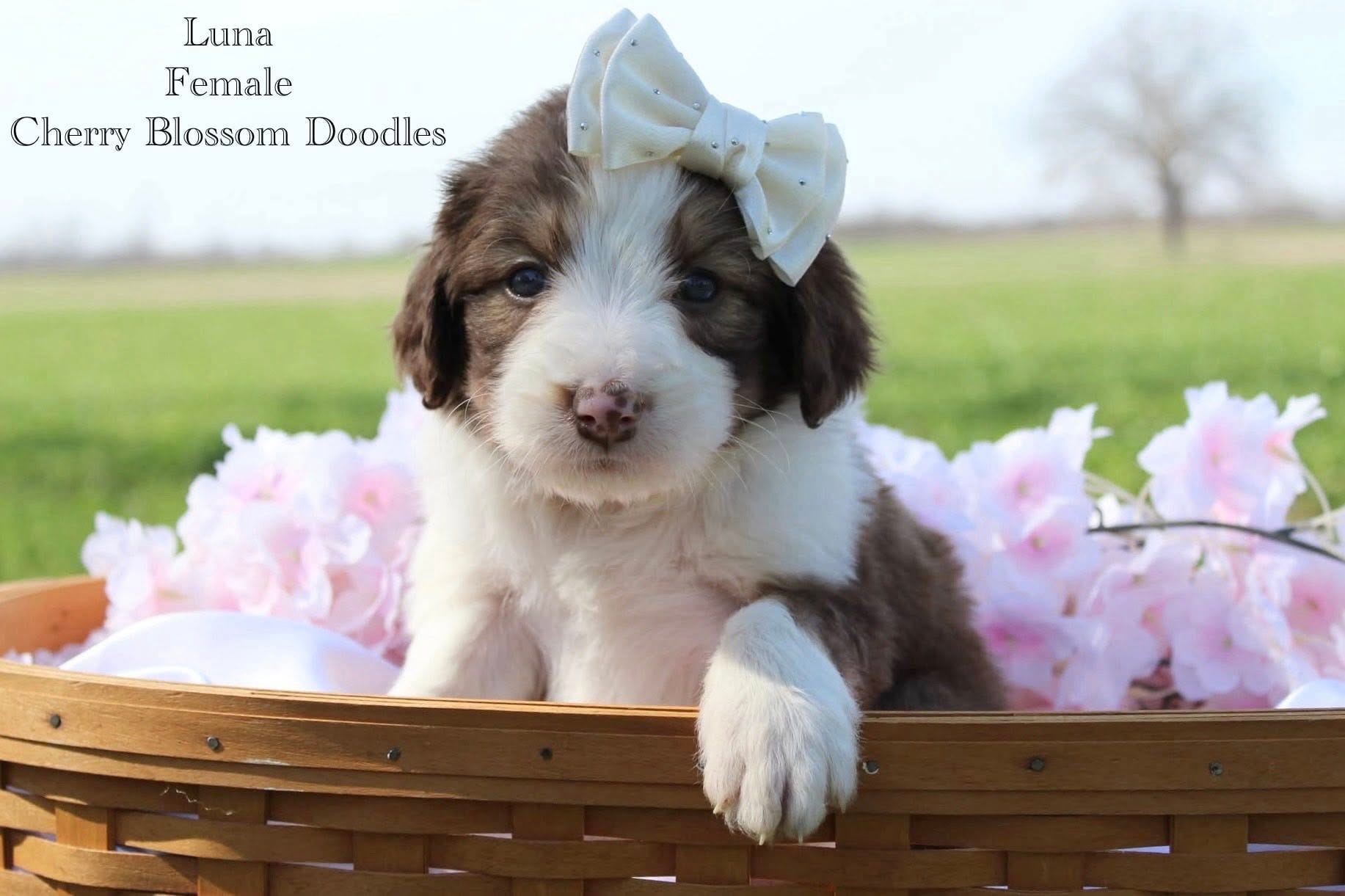 Luna – Bordoodle puppy for sale in Ashland, OH
