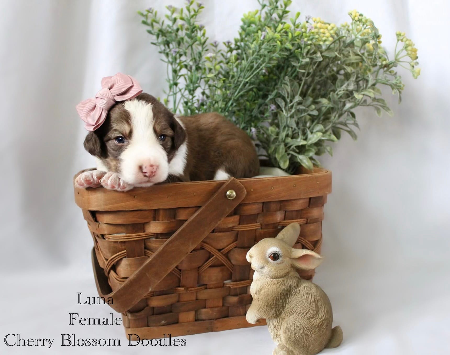 Luna – Bordoodle puppy for sale in Ashland, OH