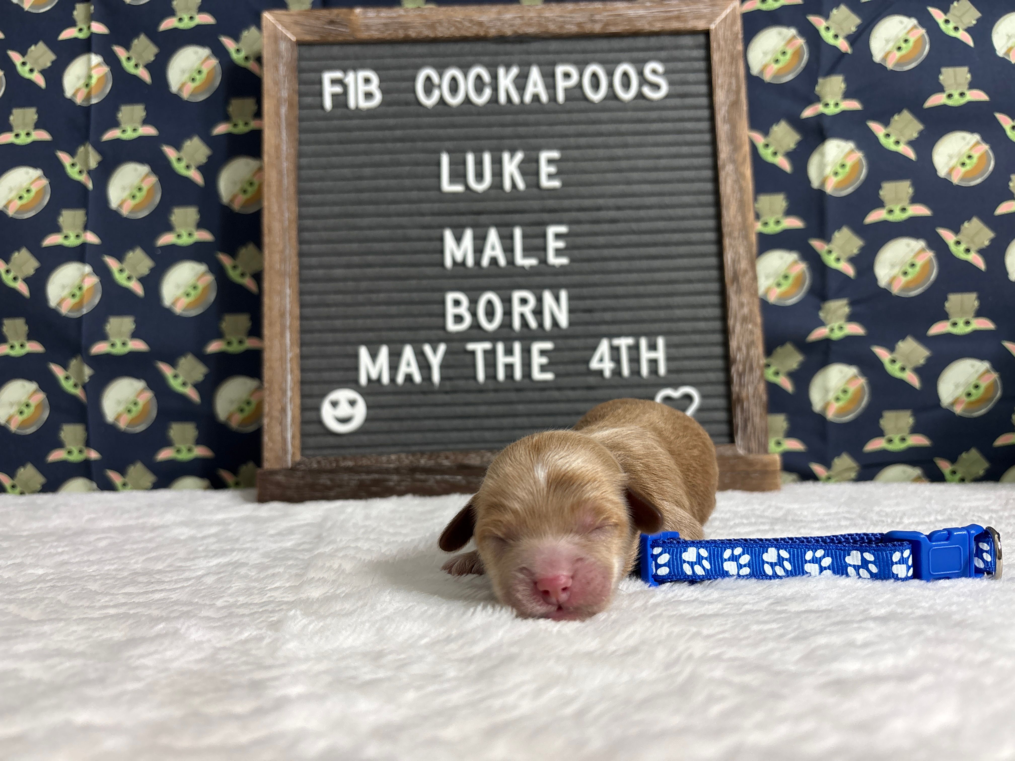 Luke – Cockapoo puppy for sale in Aurora, MO