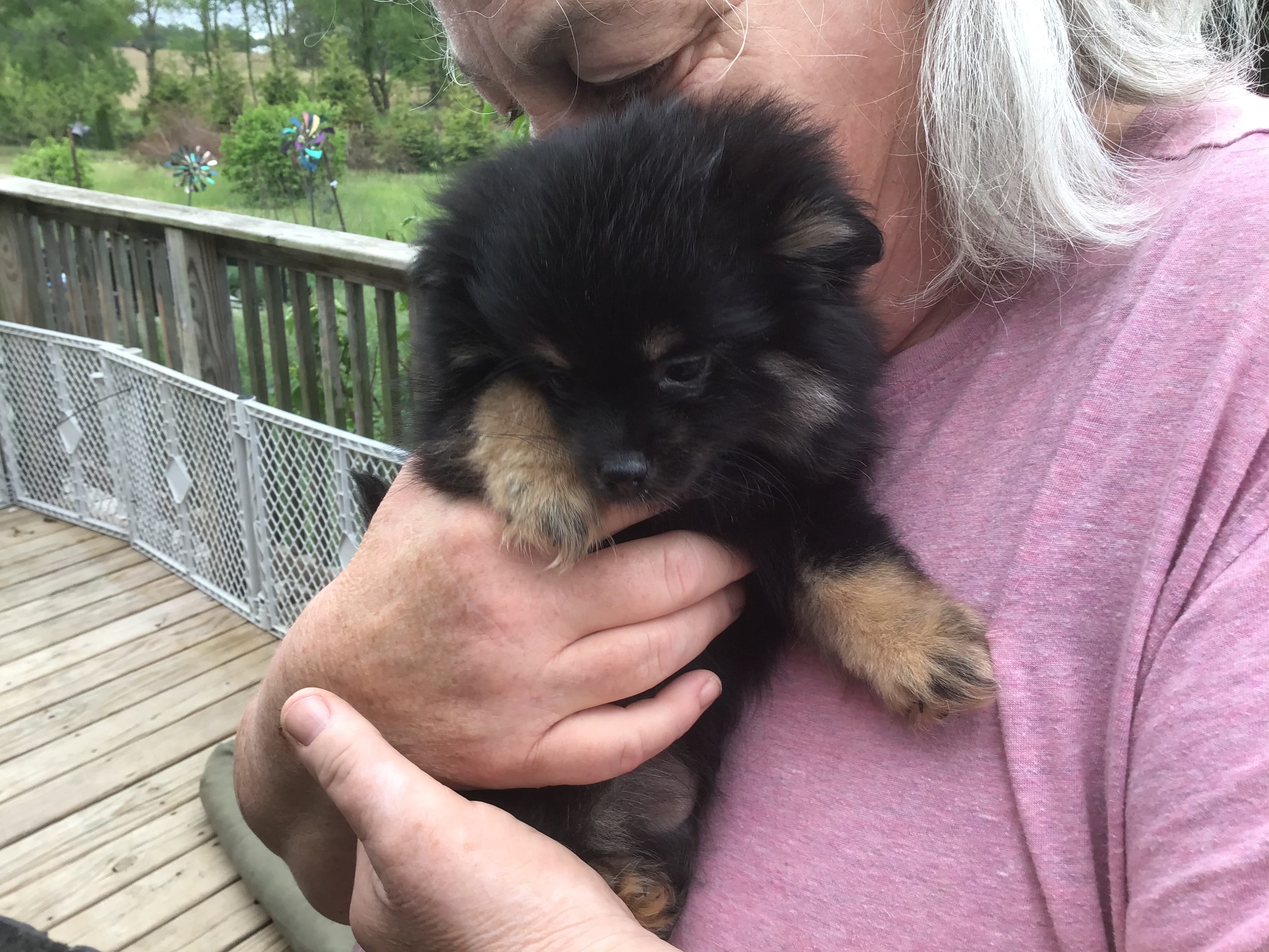 Pippy – Pomeranian puppy for sale in Tekonsha, MI