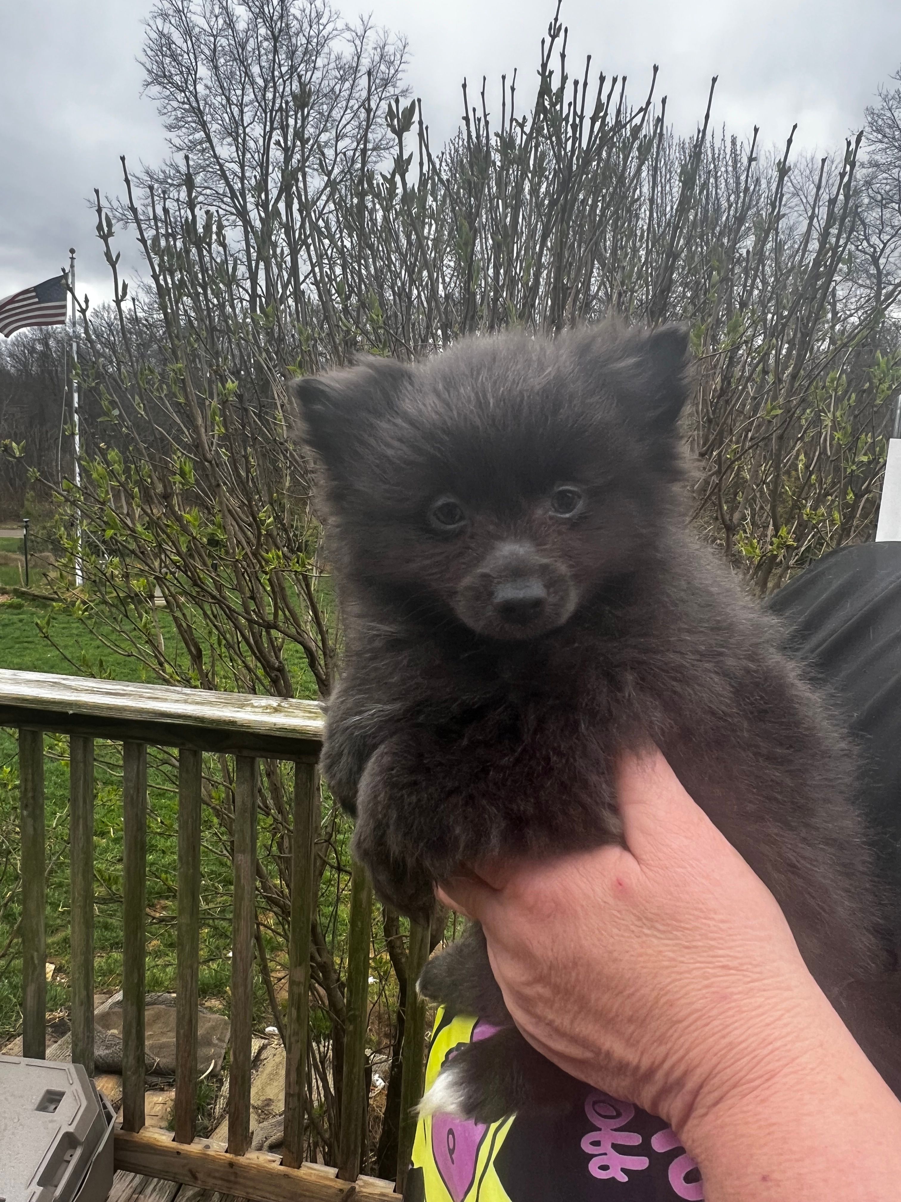Spunky – Pomeranian puppy for sale in Tekonsha, MI