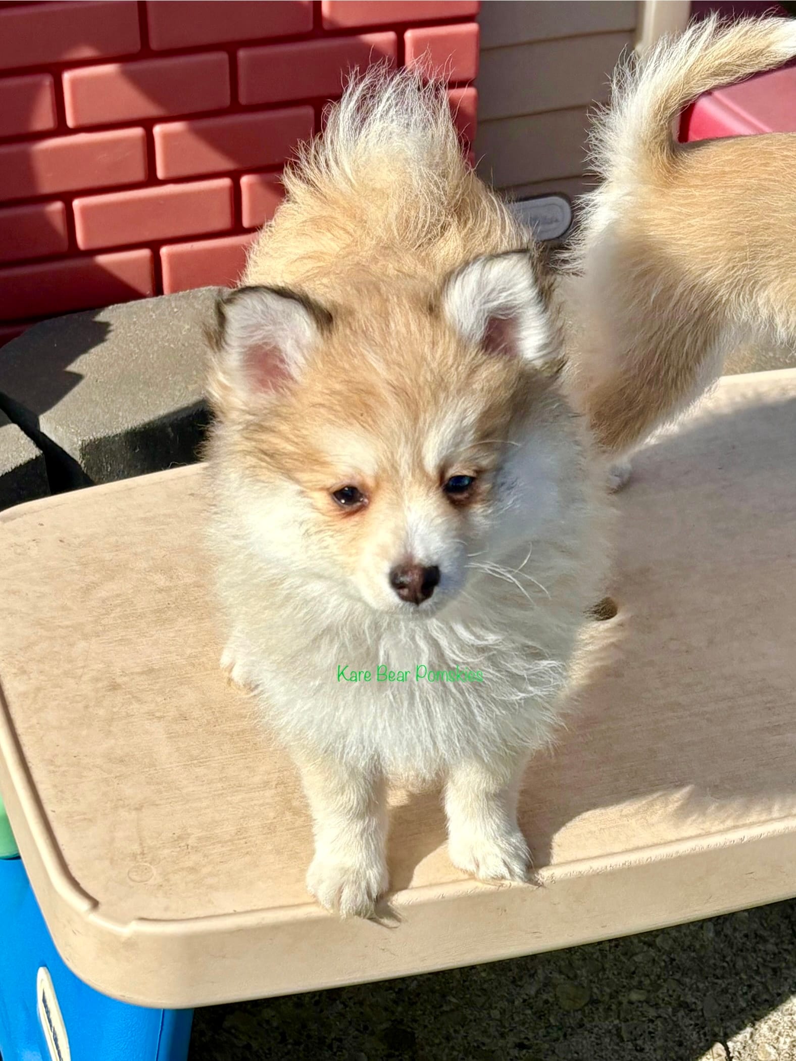 Bo Duke – Pomsky puppy for sale in Mason City, IA