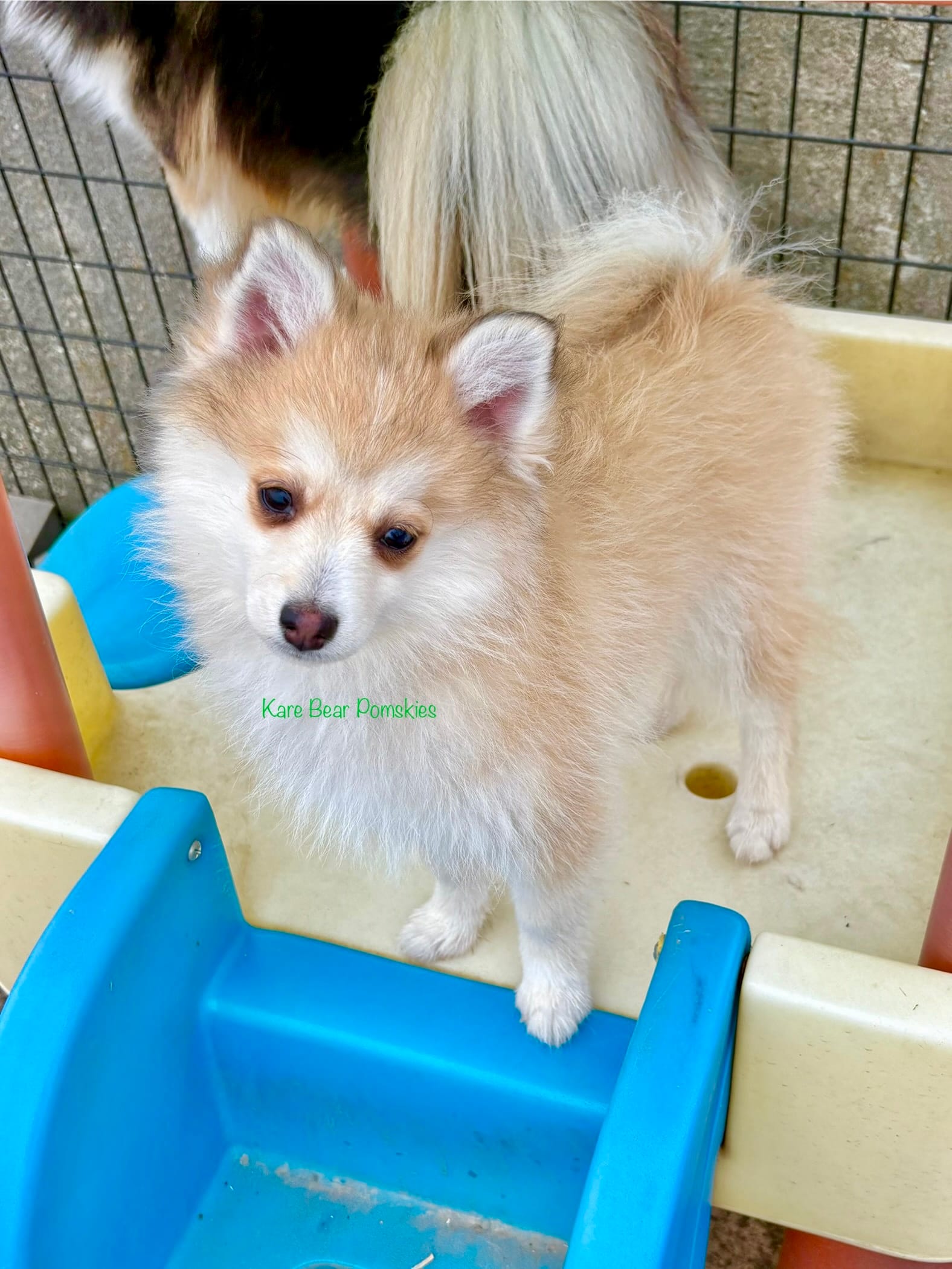Bo Duke – Pomsky puppy for sale in Mason City, IA