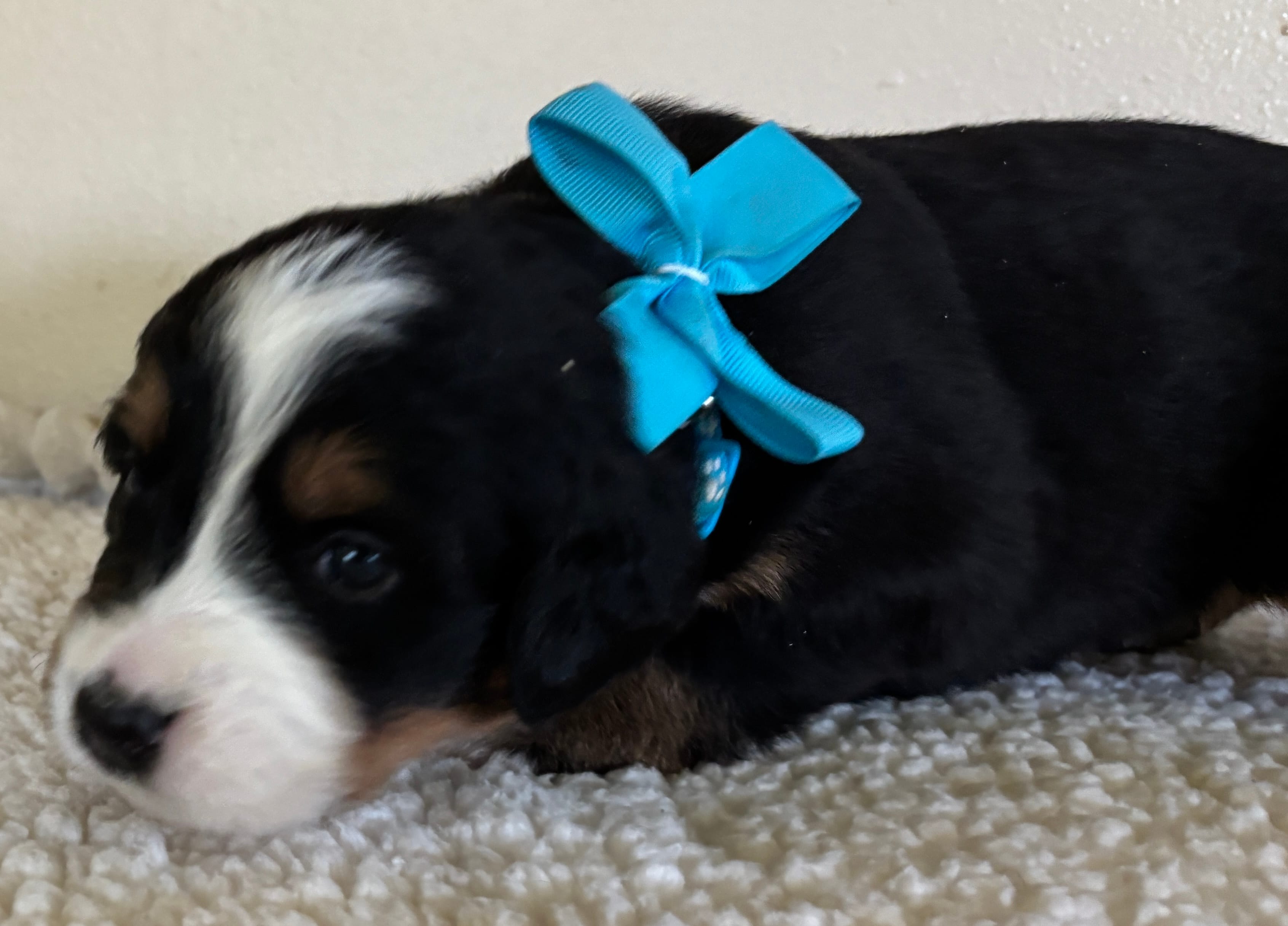 Light Blue – Bernese Mountain Dog puppy for sale in Cleveland, TX