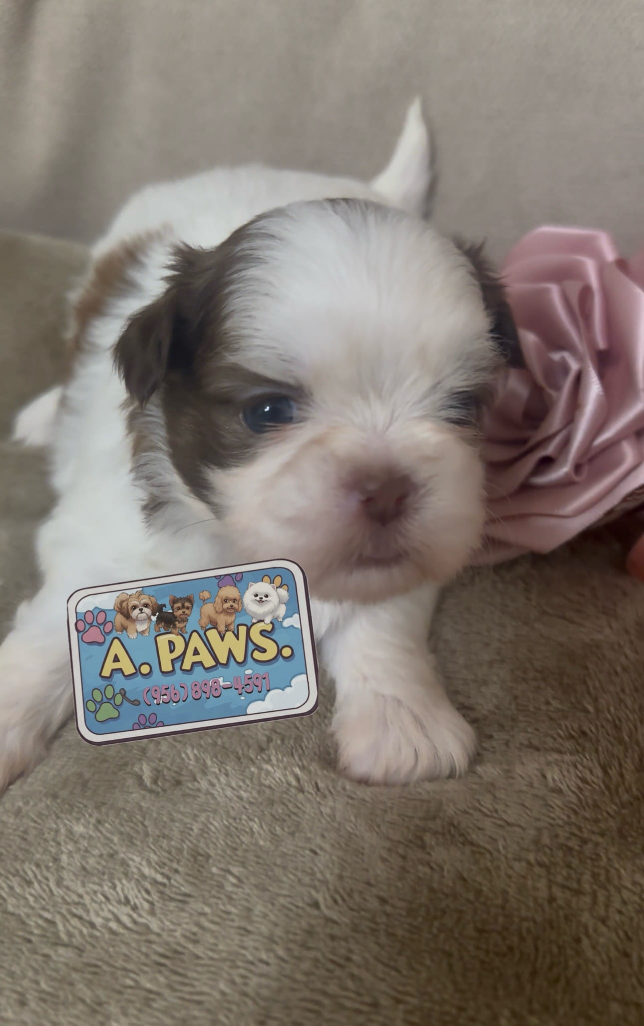 Molly Blue-eyed Imperial  – Shih Tzu puppy for sale in Lehigh Acres, FL
