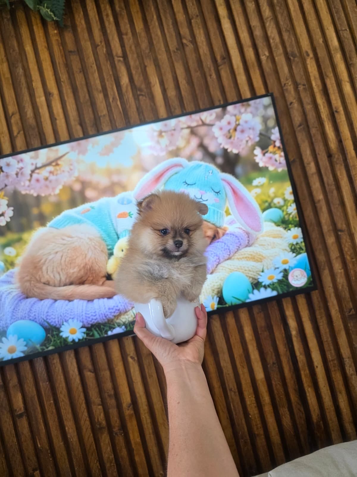 CKC Kunno  – Pomeranian puppy for sale in Lehigh Acres, FL