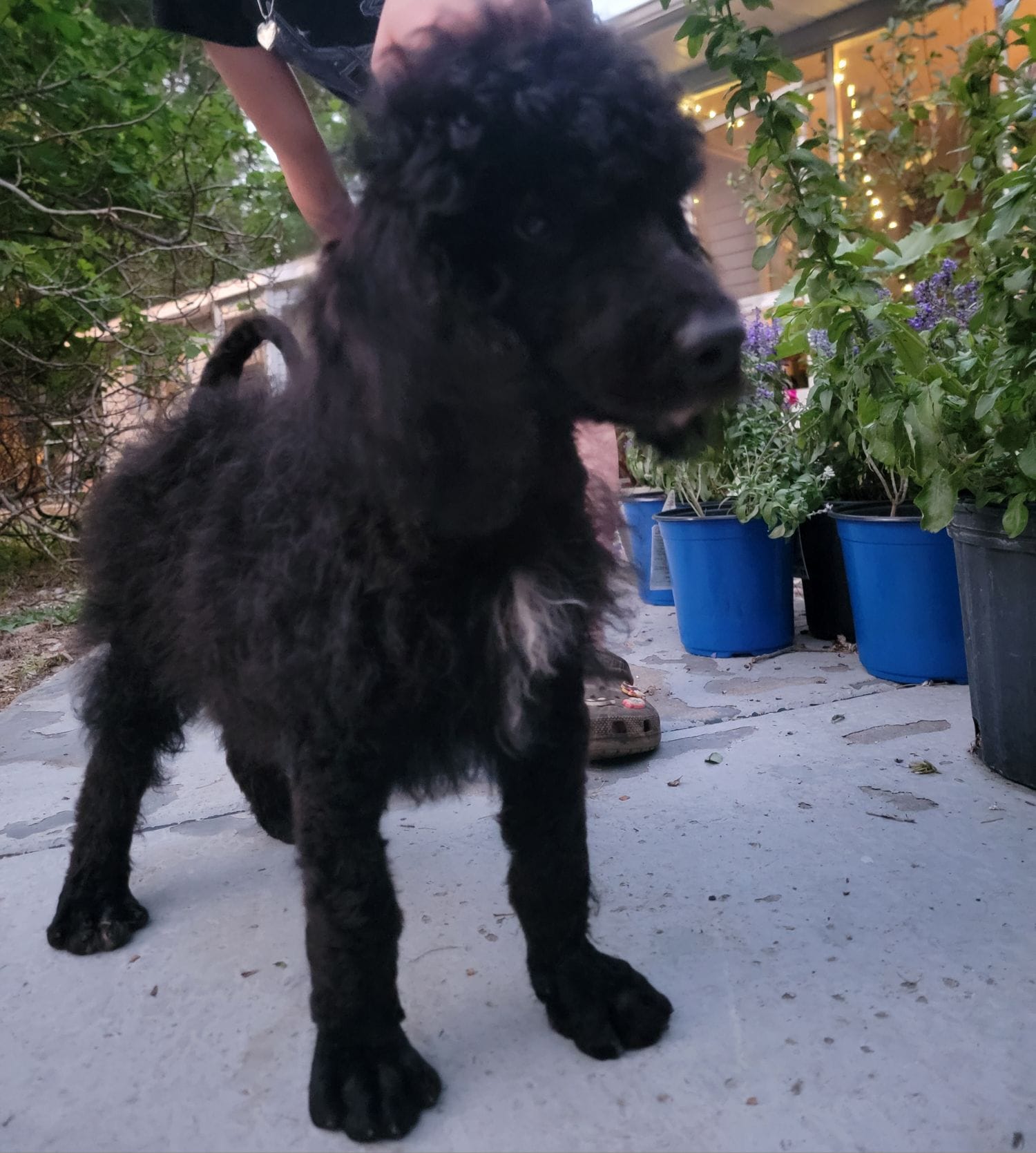 Bennie – Poodle - Standard  puppy for sale in North Brooksville, FL