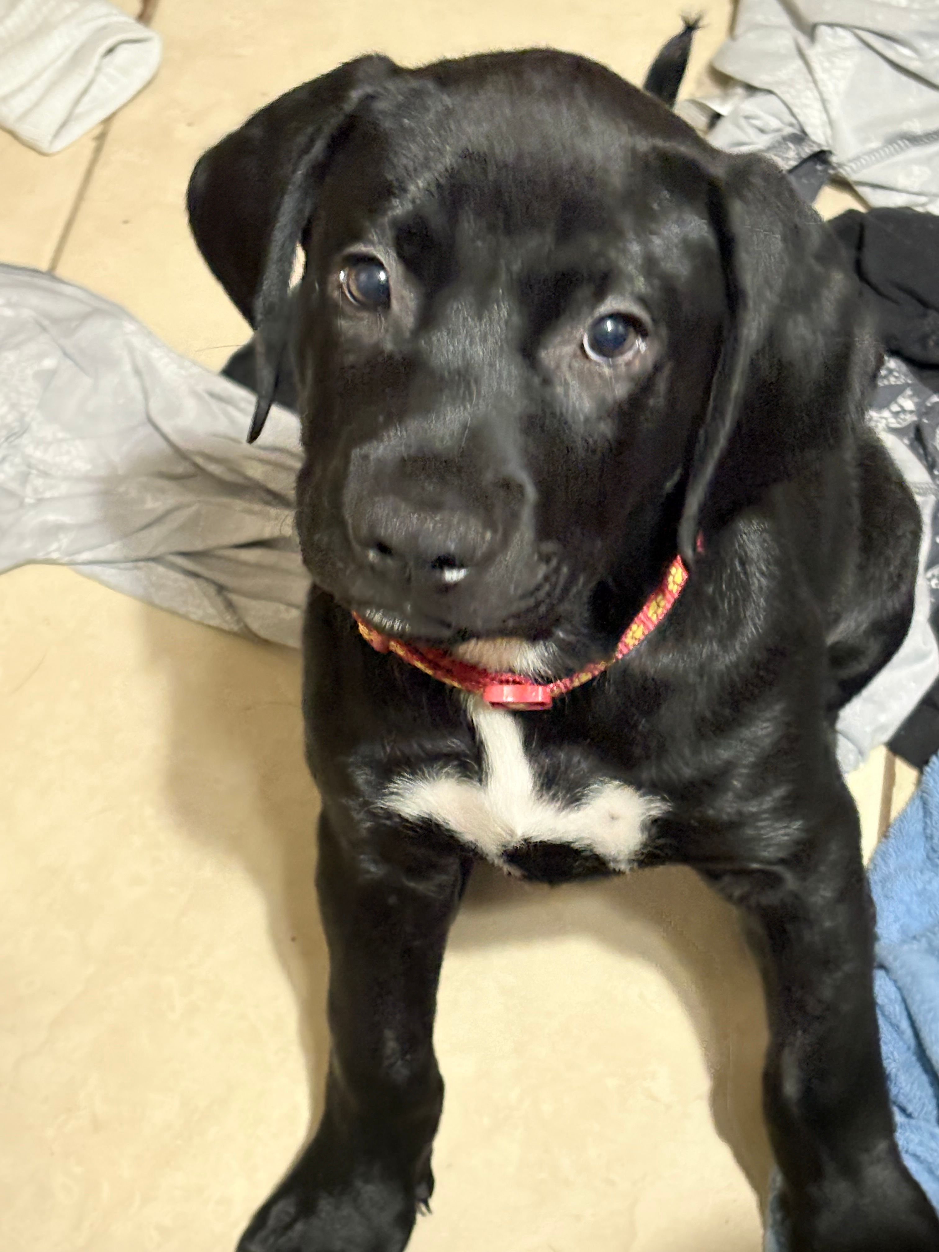 Max – Labrador Retriever puppy for sale in Peoria, AZ