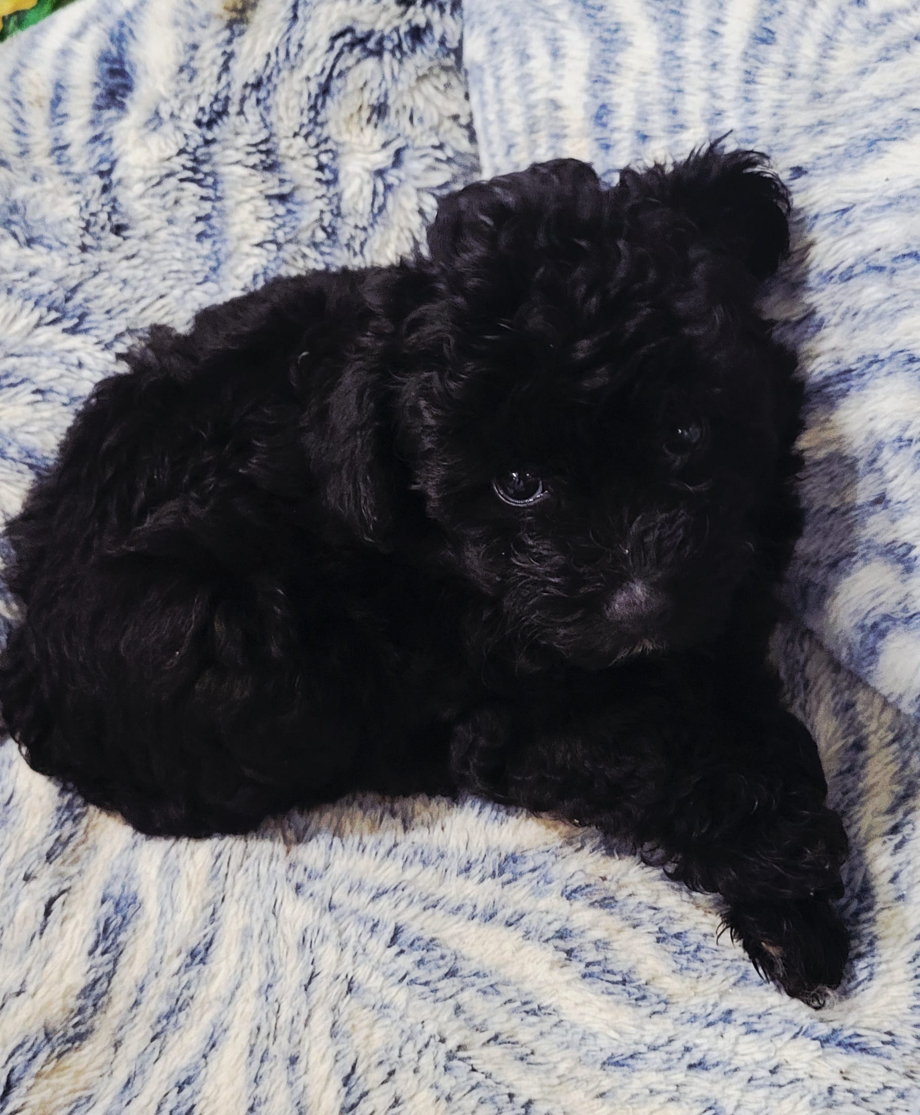 Stardust – Poodle - Toy  puppy for sale in Kokomo, IN
