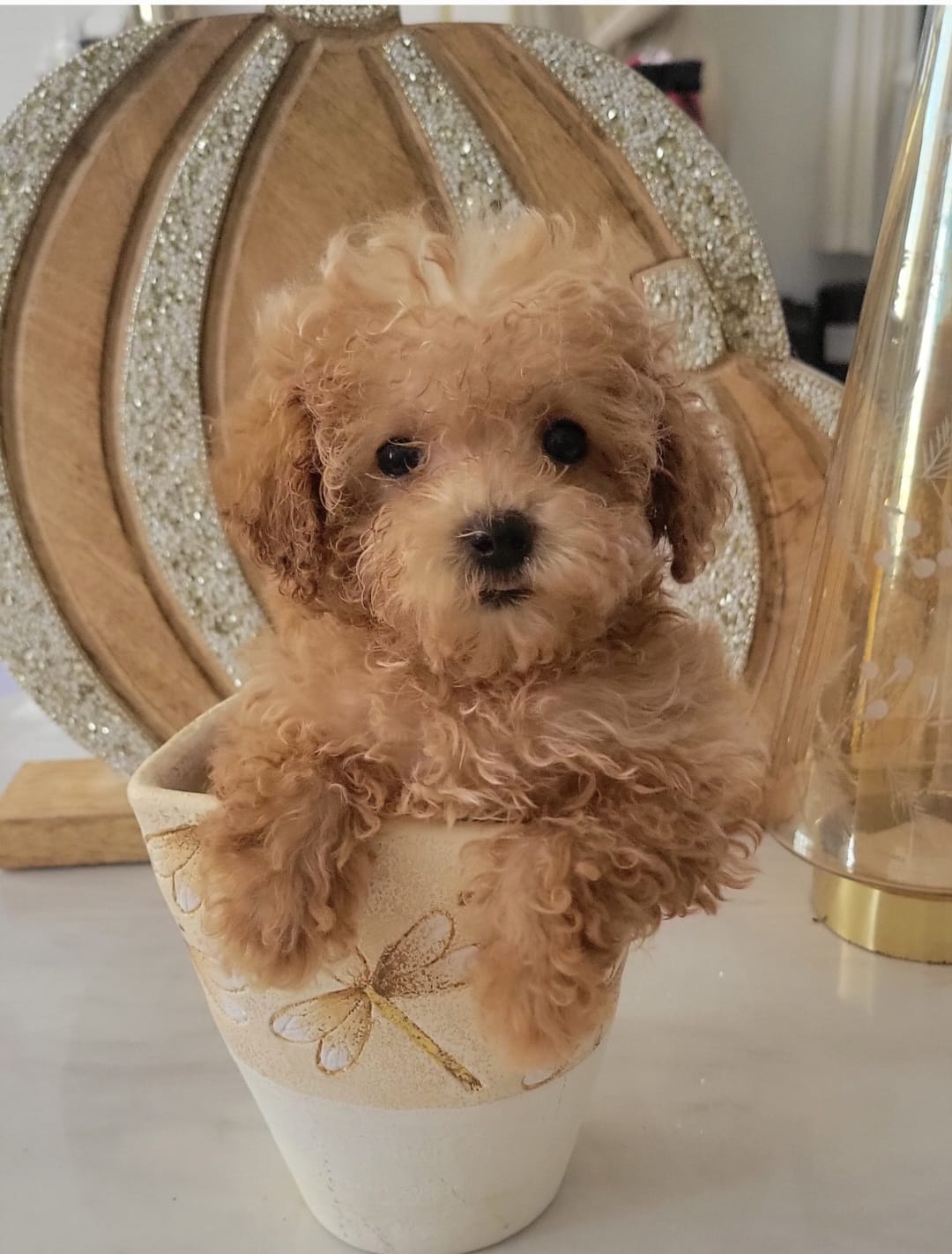 Punkin – Poodle - Toy  puppy for sale in Kokomo, IN