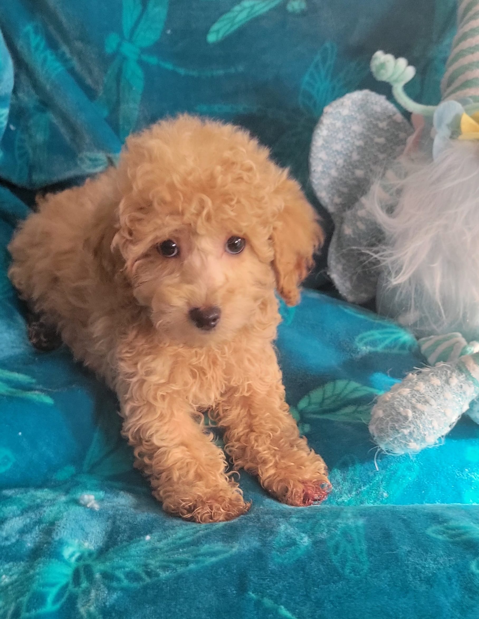 Hondo – Poodle - Miniature  puppy for sale in Kokomo, IN