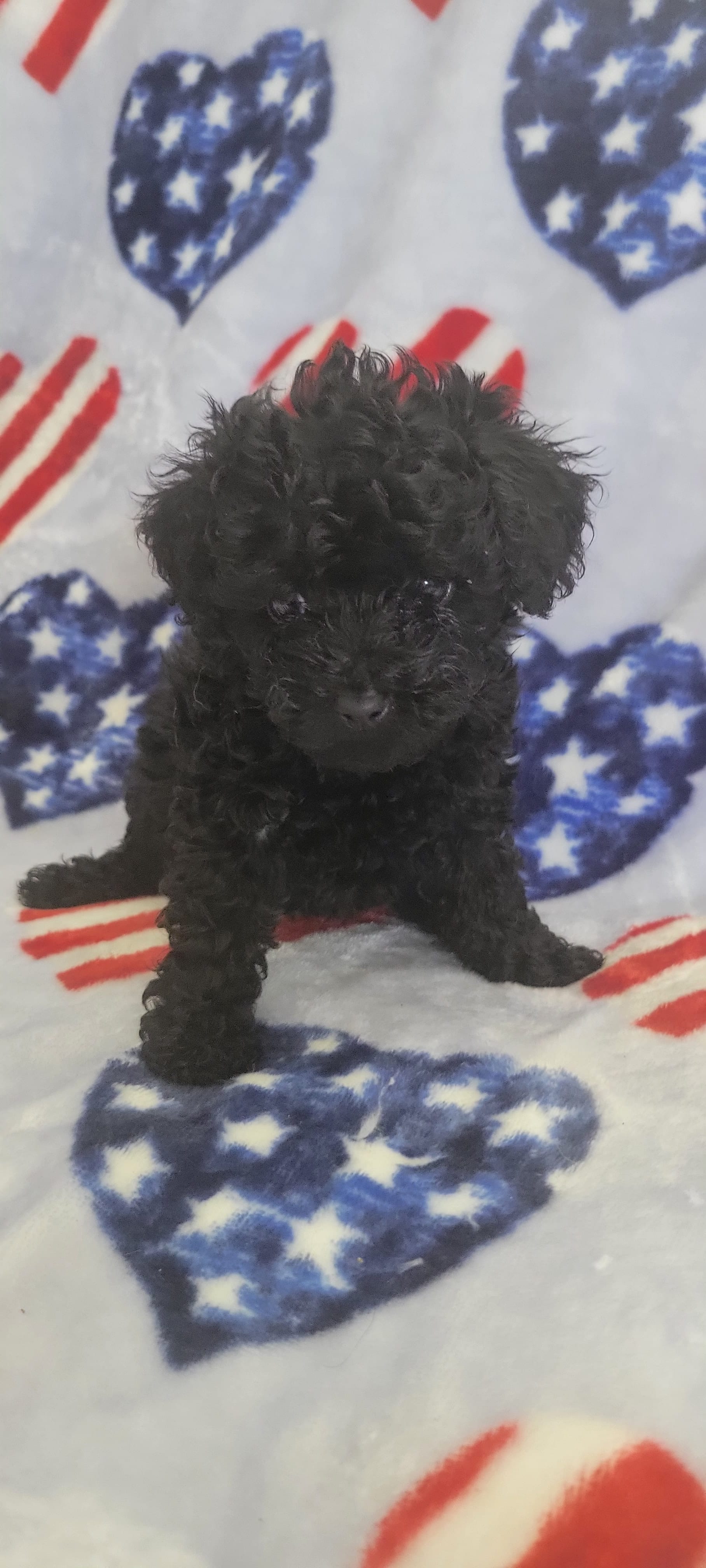 Raven – Poodle - Toy  puppy for sale in Kokomo, IN
