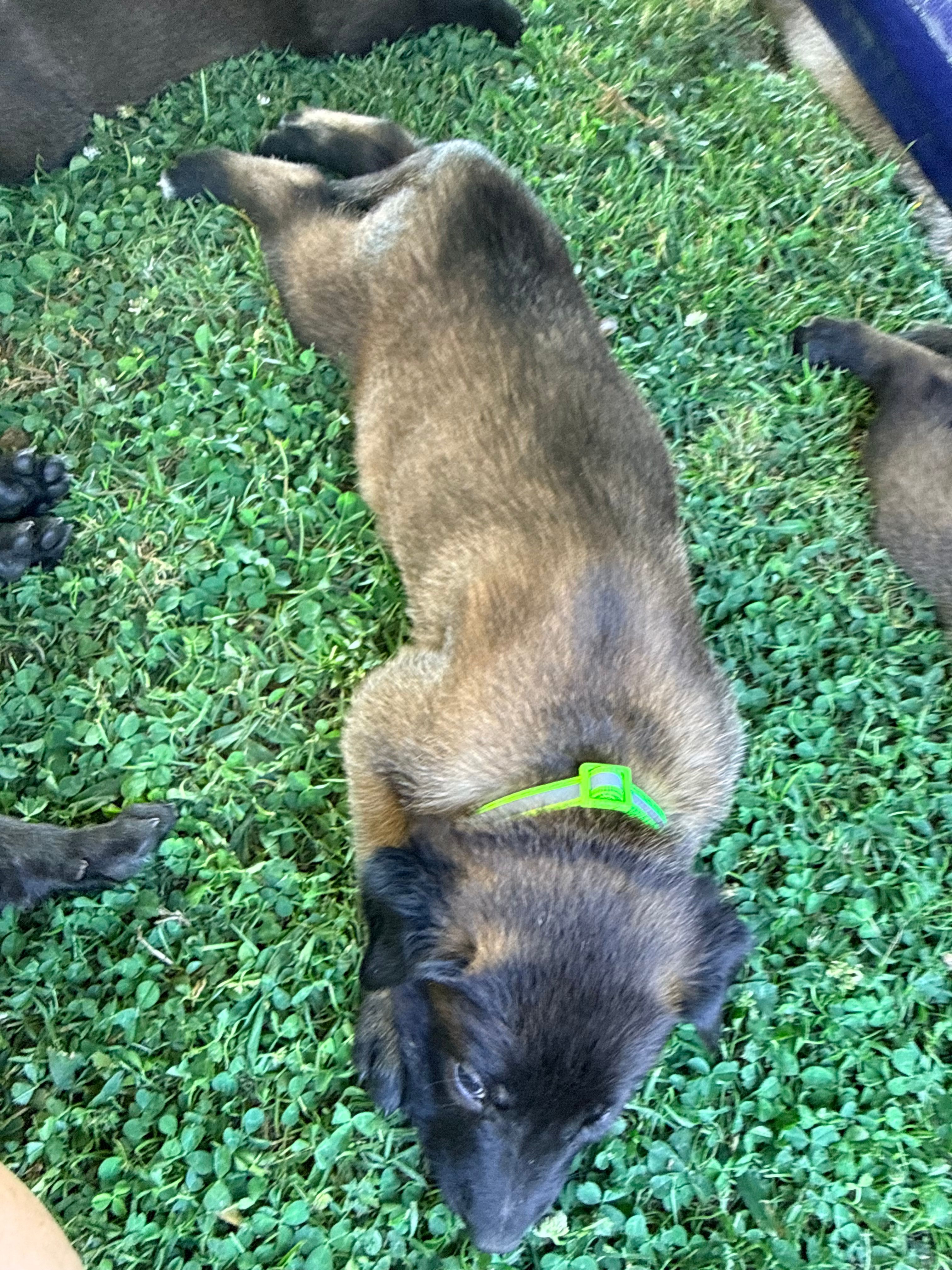 AKC - Green Collar – Belgian Malinois puppy for sale in Trenton, GA