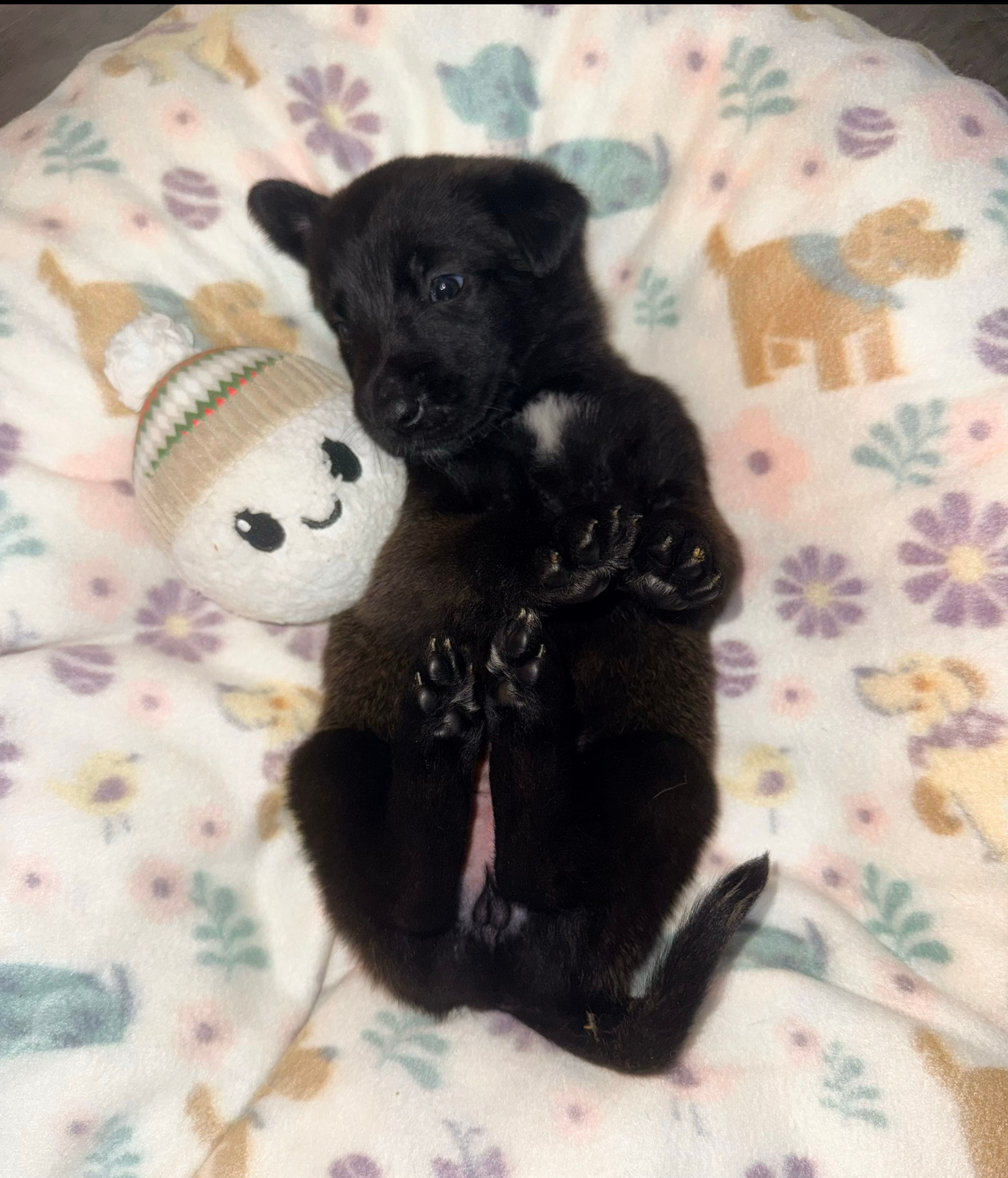 AKC Teal Collar  – Belgian Malinois puppy on hold in Trenton, GA