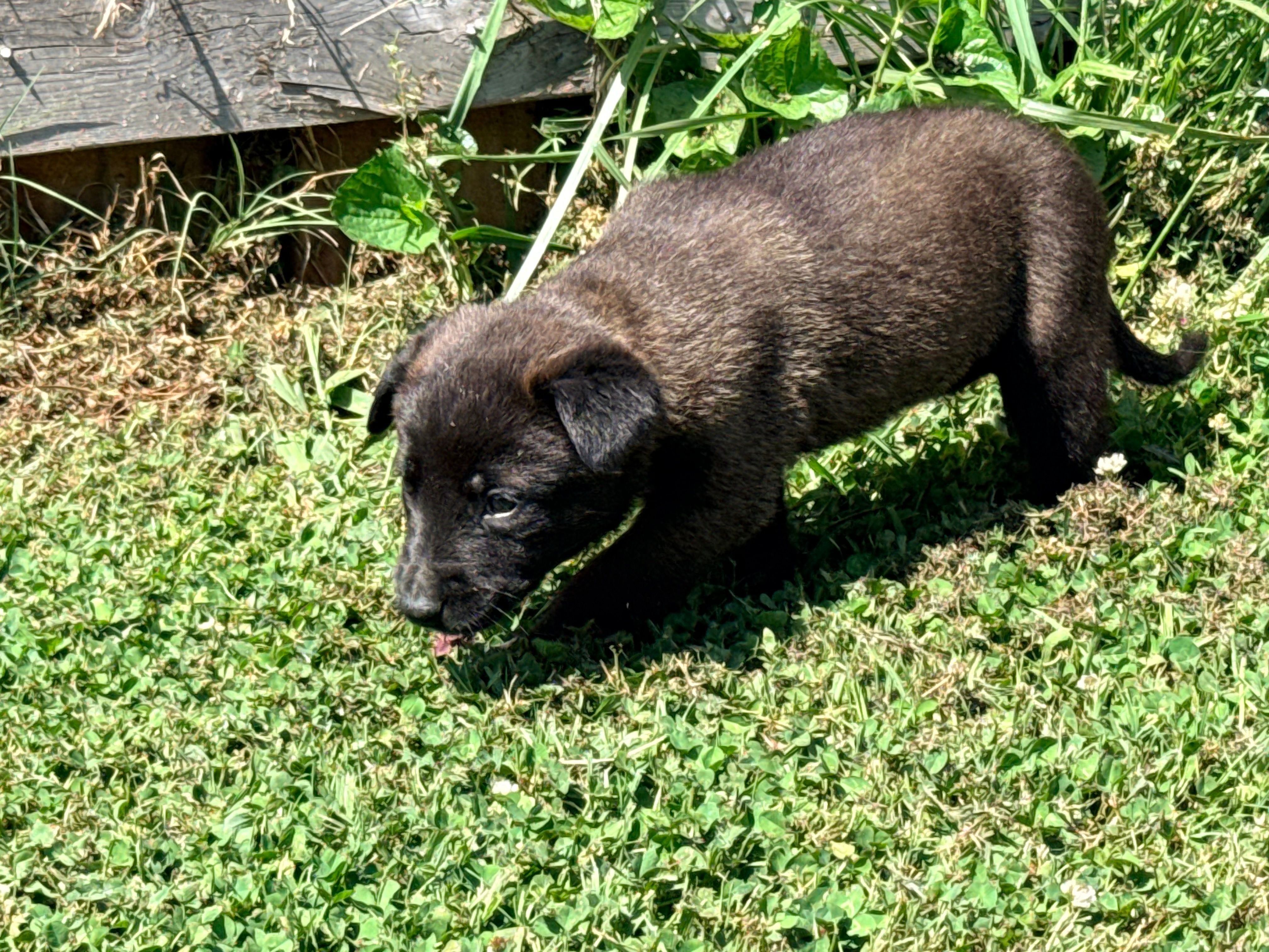AKC - Blue Collar – Belgian Malinois puppy for sale in Trenton, GA