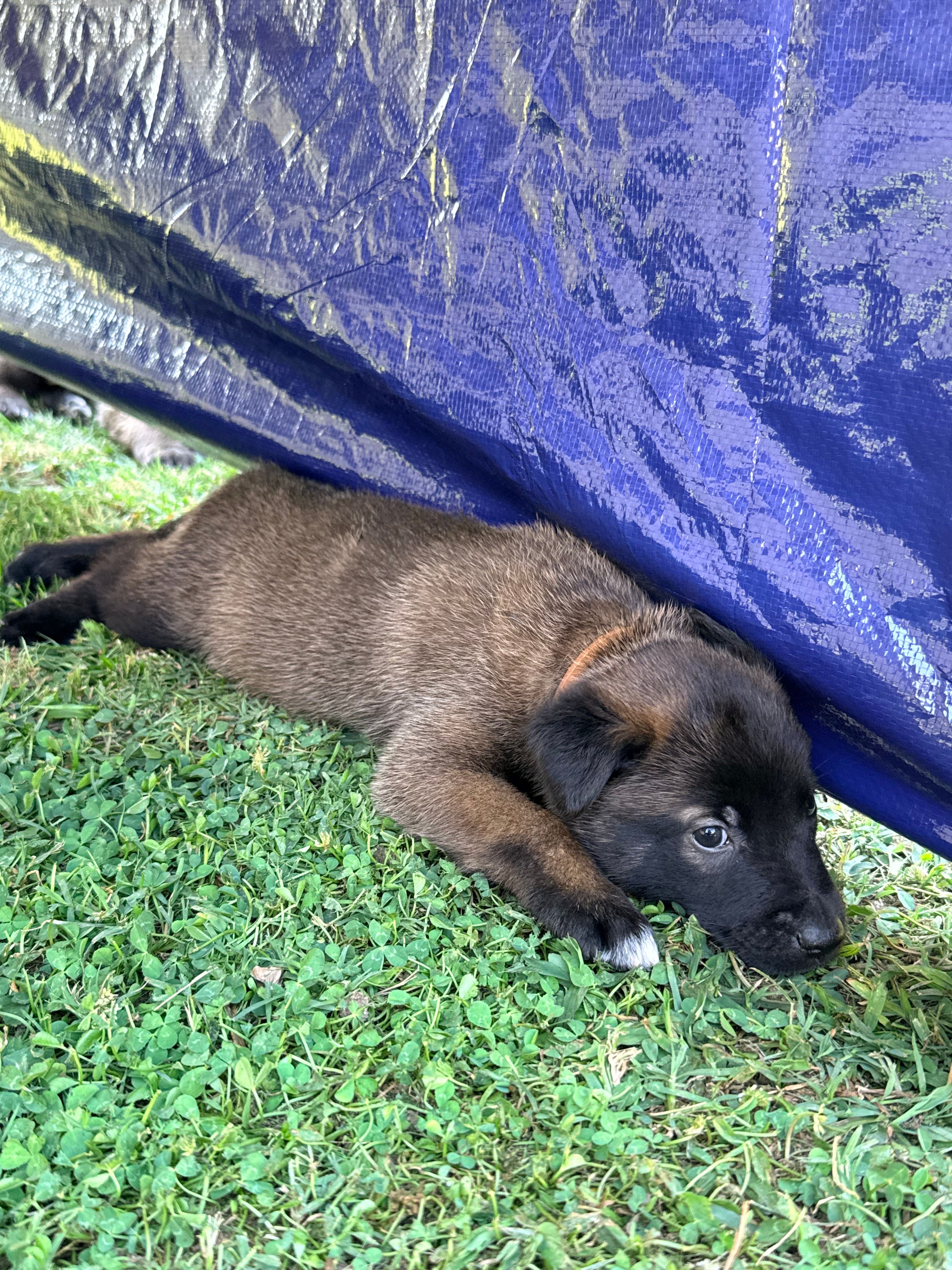 AKC - Brown Collar – Belgian Malinois puppy for sale in Trenton, GA