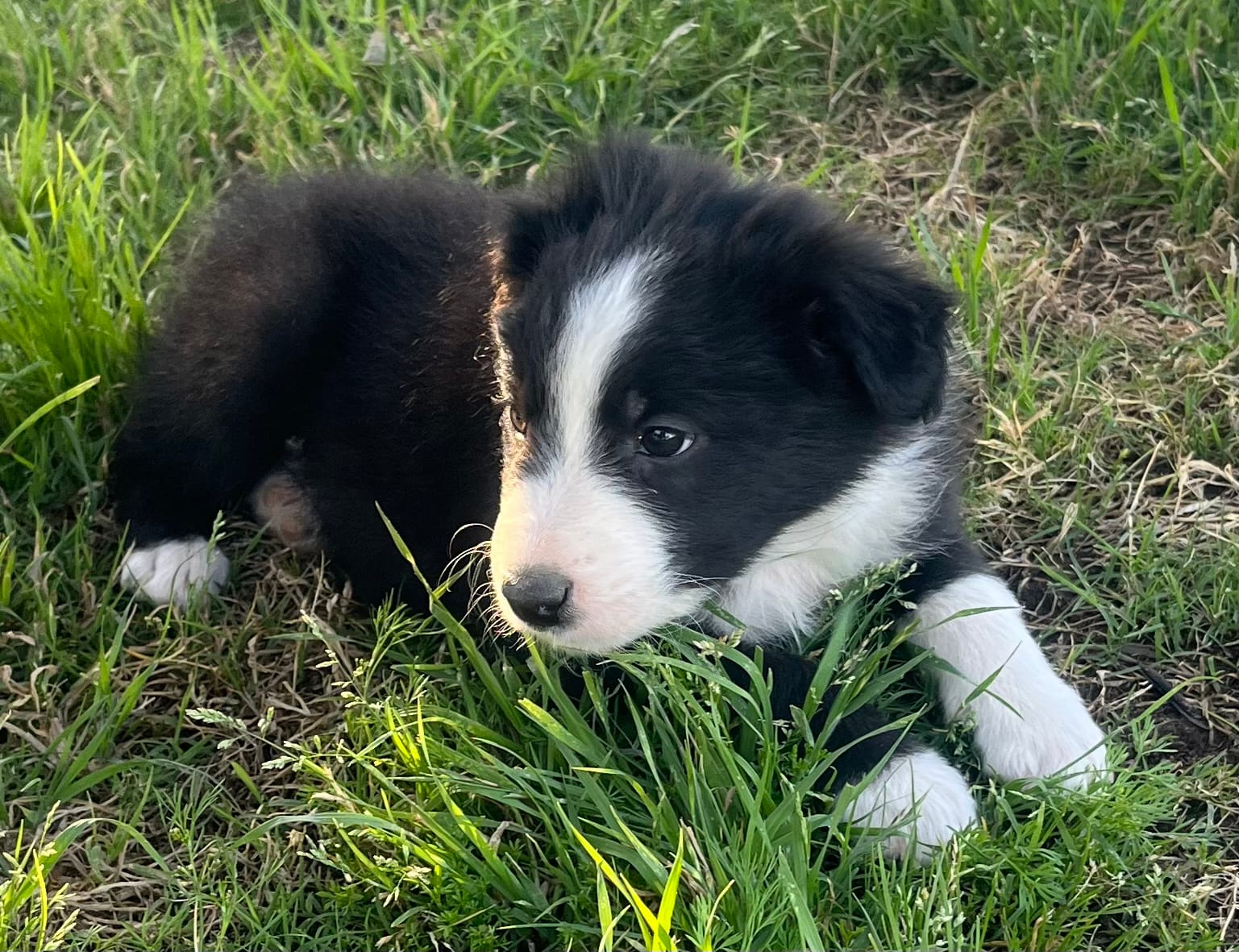 Nico – Border Collie puppy for sale in Bakersfield, CA